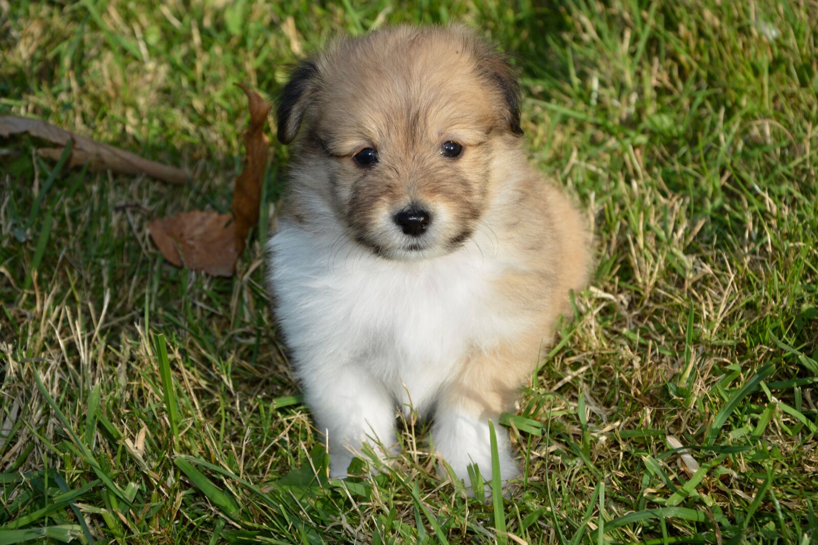 Nikon D5200 sample photo. Puppy, pup, puppies colour photography