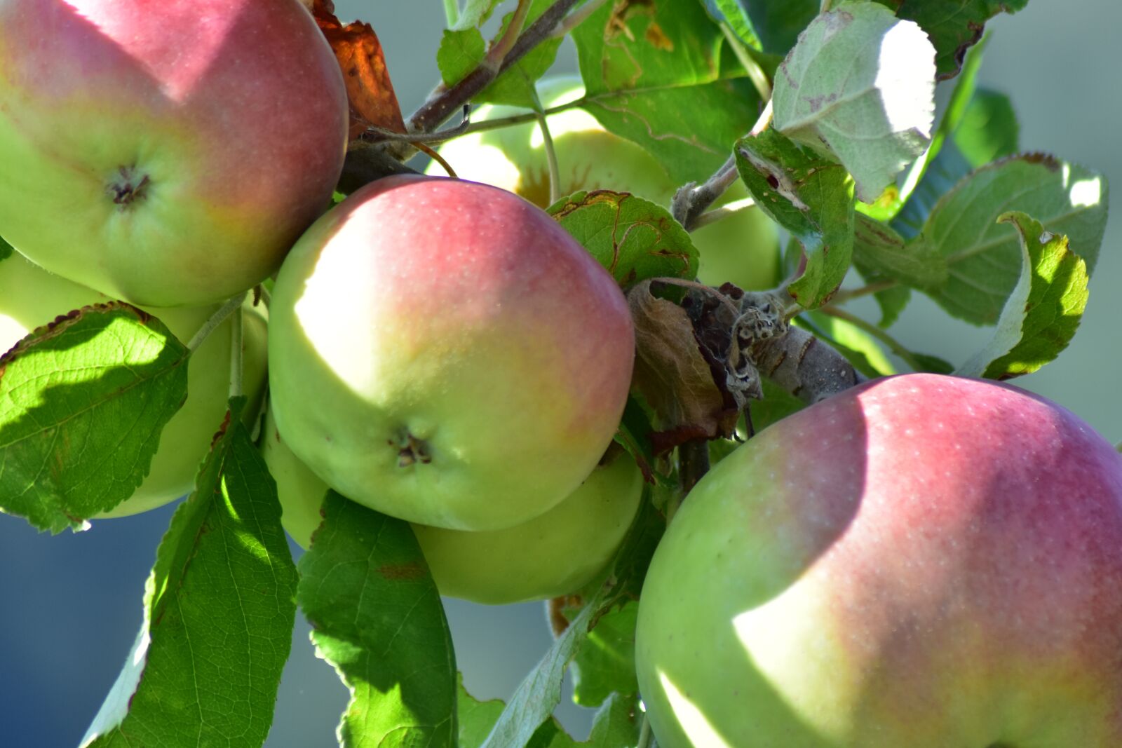Nikon D3400 sample photo. Apples, fruit, apple photography