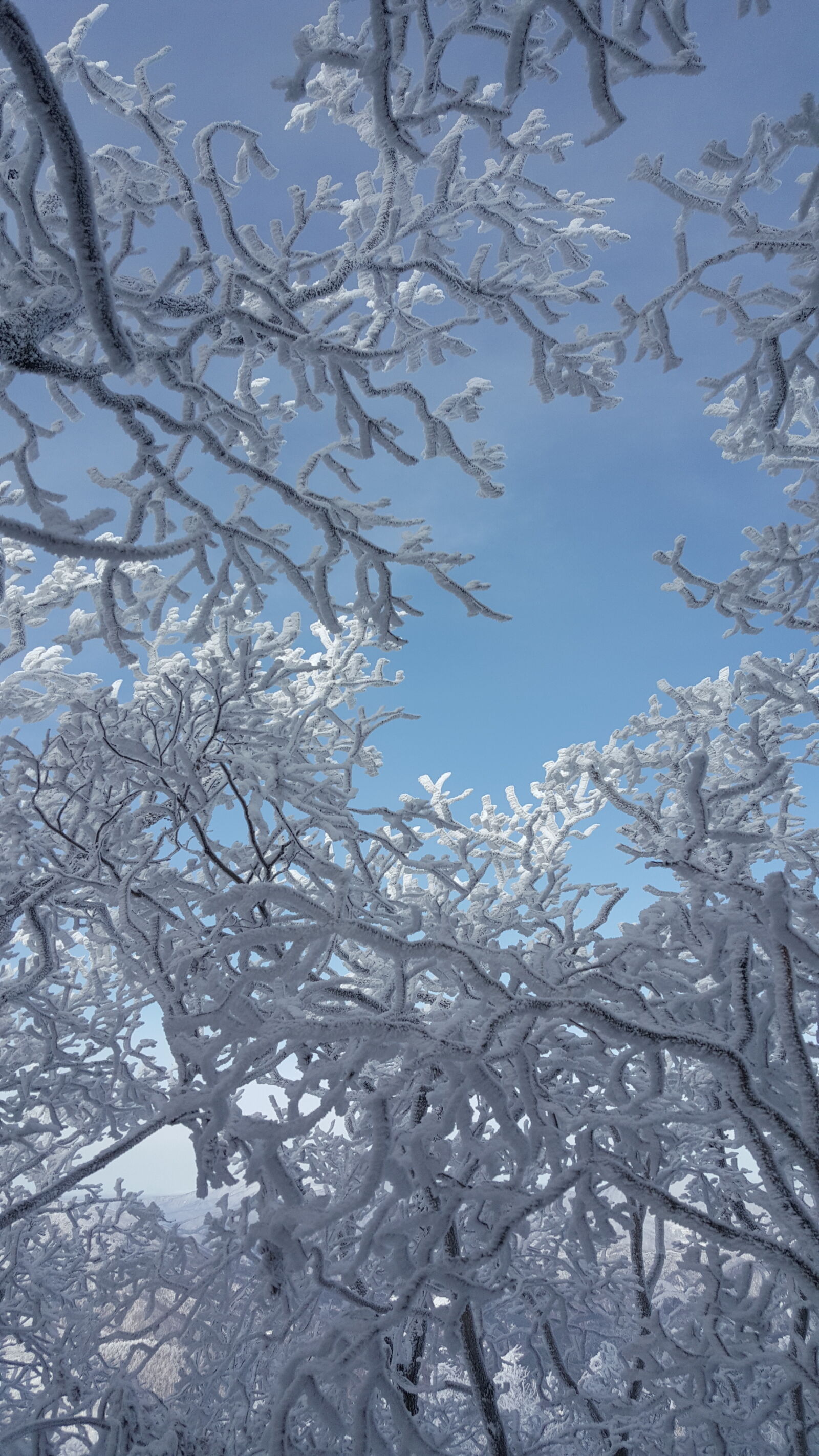 Samsung Galaxy Note5 sample photo. Korea, mountain, taebaeksan, winter photography