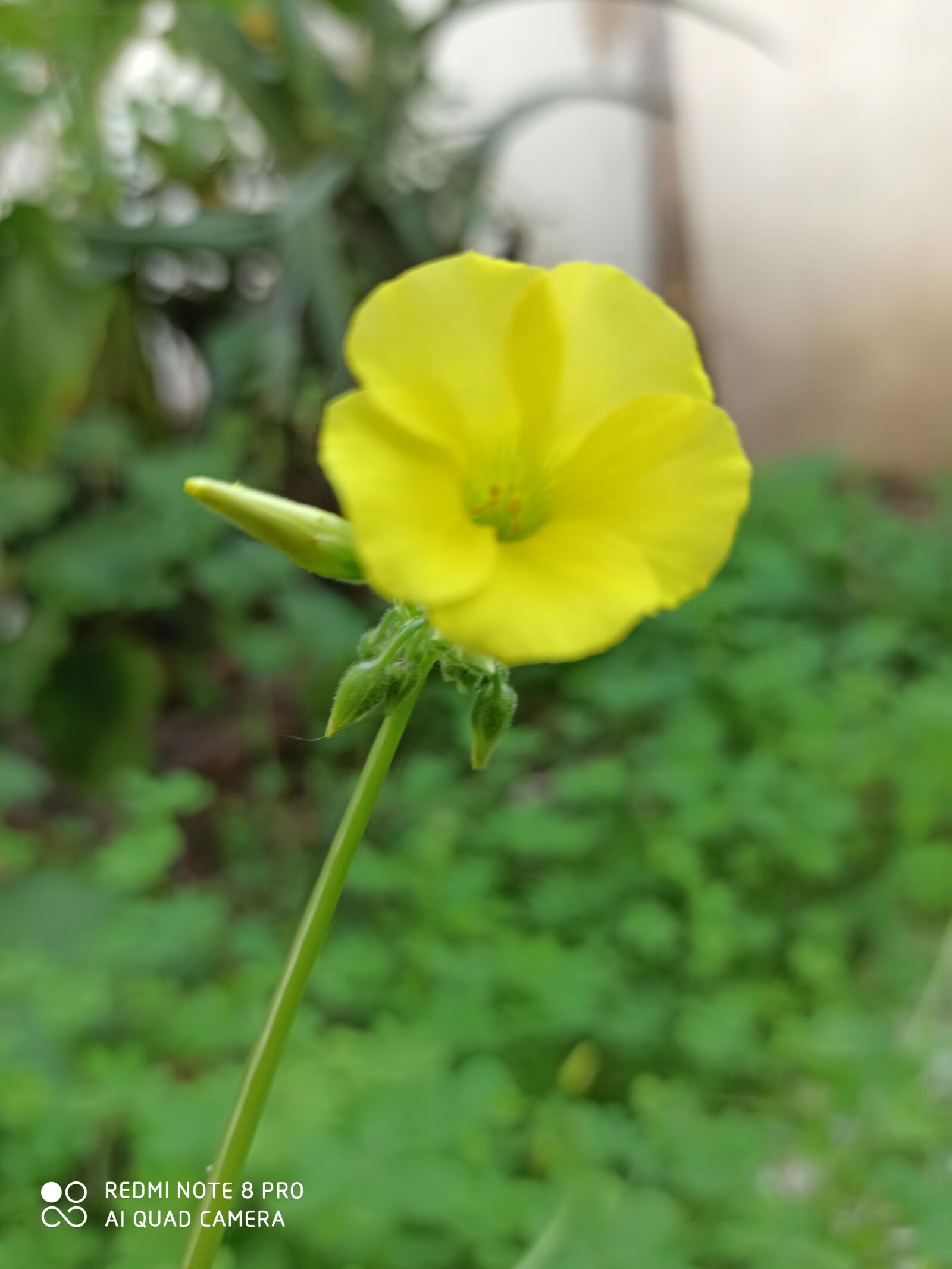 Xiaomi Redmi Note 8 Pro sample photo