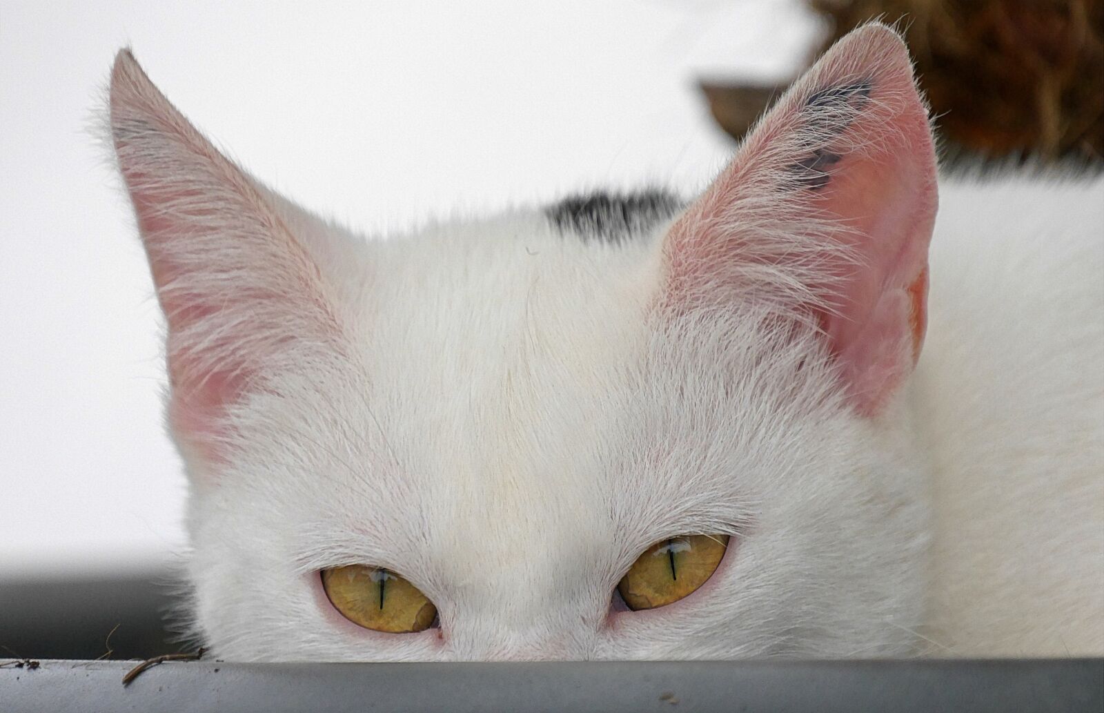 Panasonic Lumix DMC-G6 sample photo. Cat, pet, animal photography