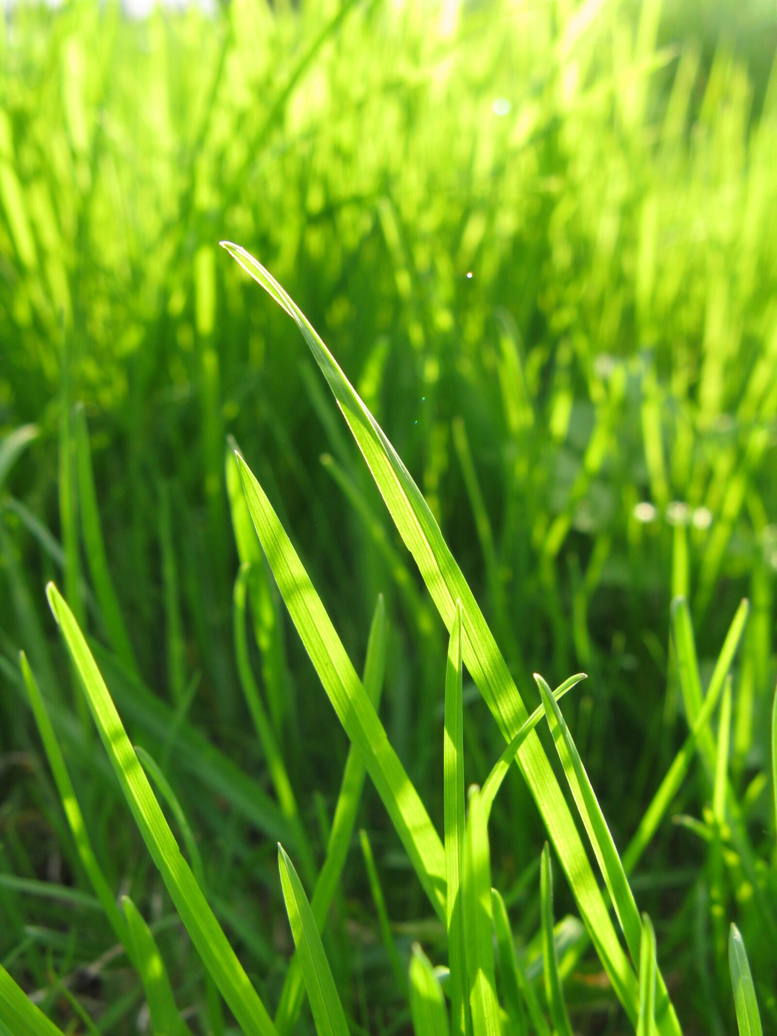 Canon POWERSHOT A720 IS sample photo. Grass, green, nature photography