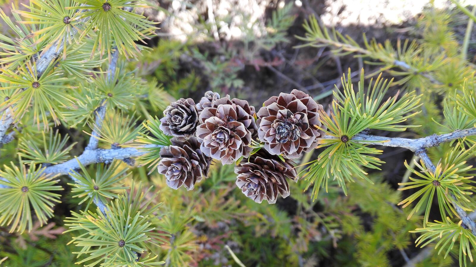HUAWEI Mate 7 sample photo. Pine tree, pine cone photography