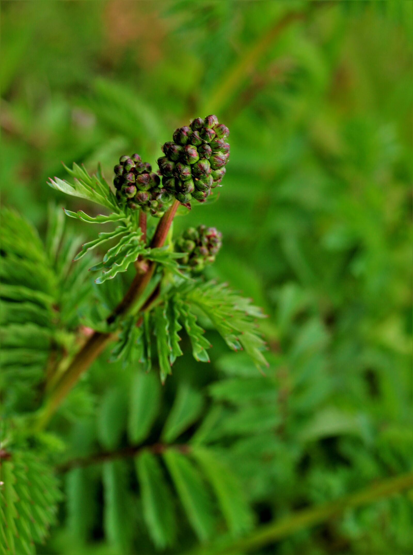 Canon EF-S 35mm F2.8 Macro IS STM sample photo. Poterium sanguisoba subsp, burnet photography