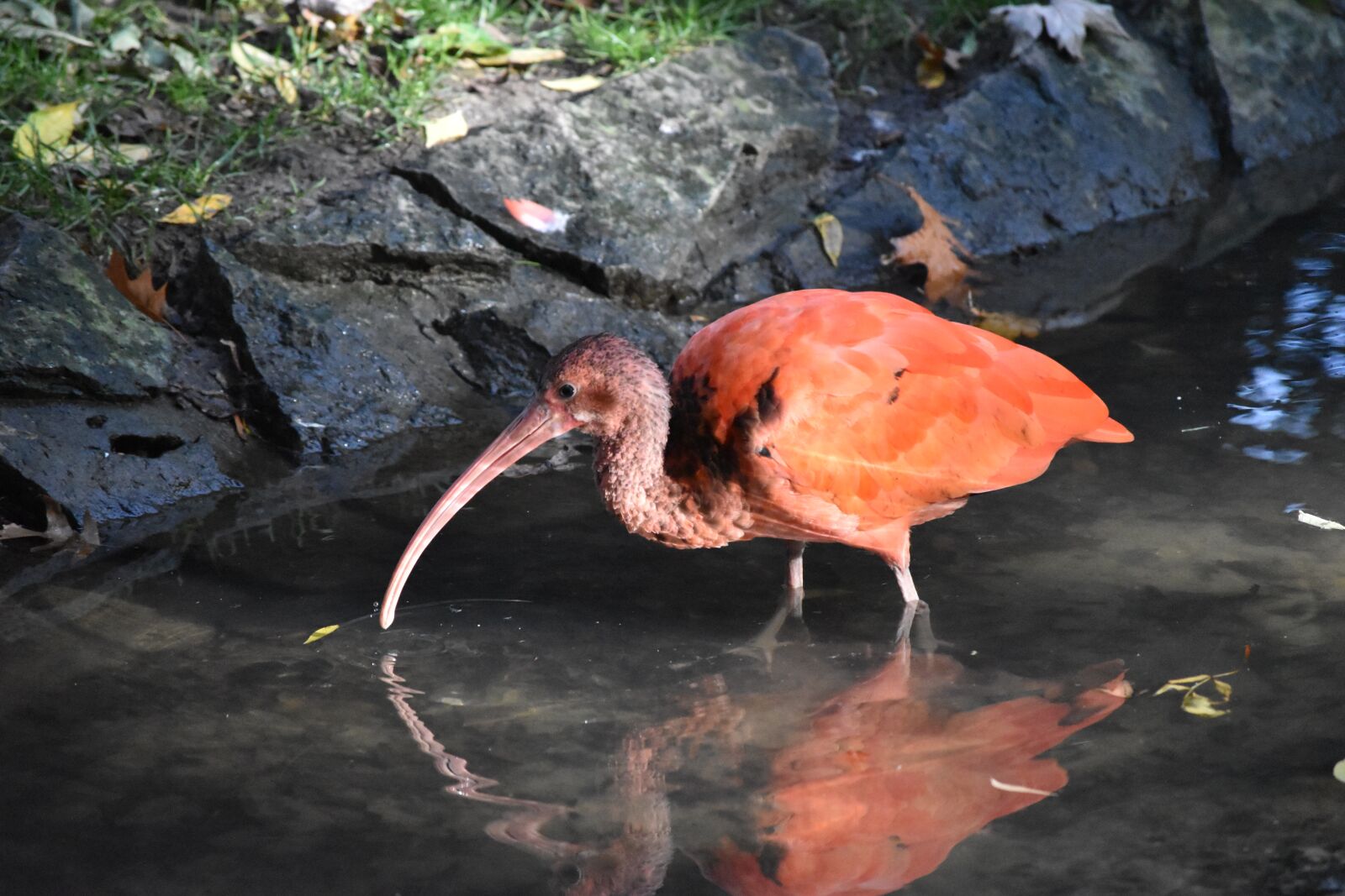 Nikon D5500 sample photo. Zoo, fauna, animal photography