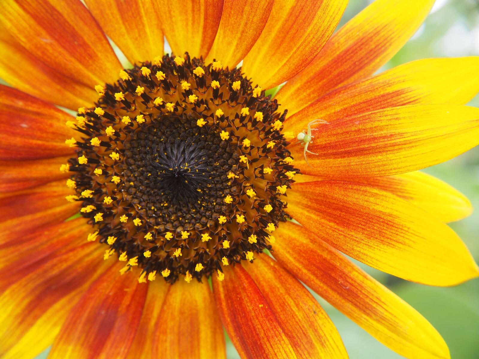 Olympus OM-D E-M10 sample photo. Sunflower, blossom, bloom photography