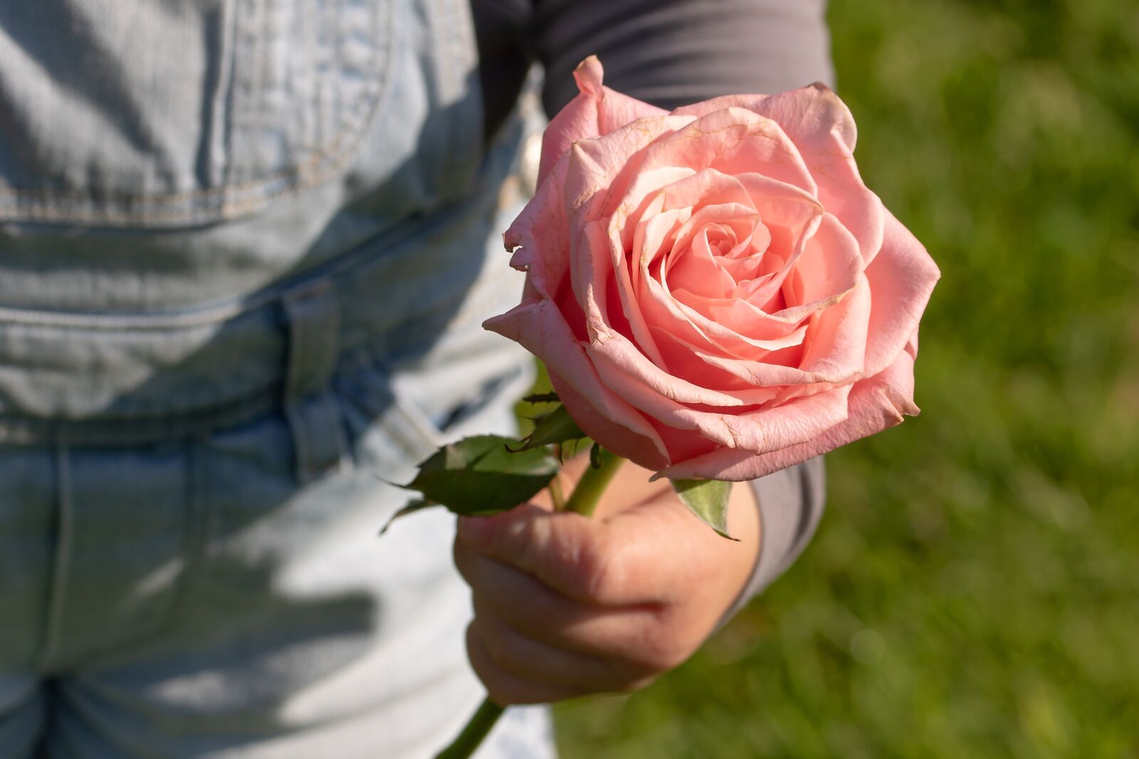 Canon EOS 750D (EOS Rebel T6i / EOS Kiss X8i) sample photo. Rose, child's hand, thank photography
