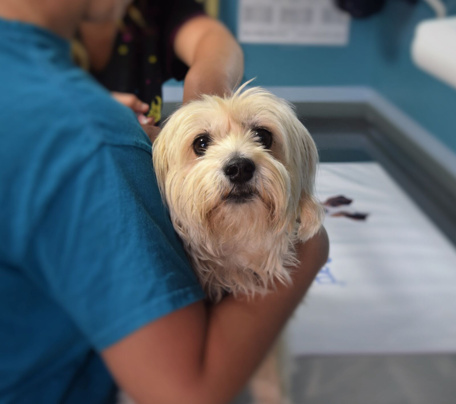 Nikon D5300 sample photo. Dog, veterinary, pet photography