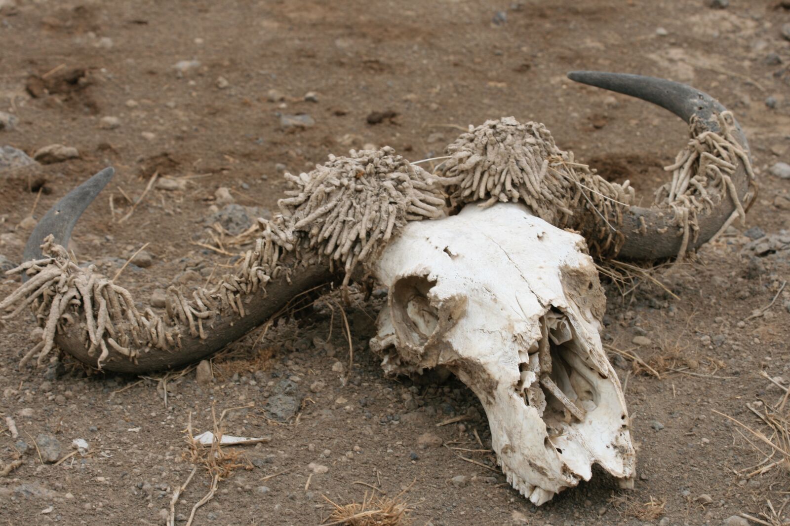 Canon EOS 400D (EOS Digital Rebel XTi / EOS Kiss Digital X) sample photo. Skull, antelope, death photography