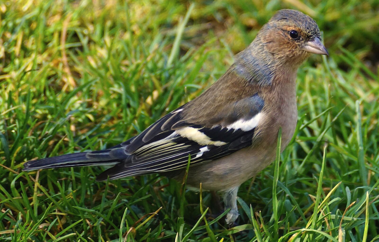 Sony DT 55-300mm F4.5-5.6 SAM sample photo. Chaffinch, bird, fink photography