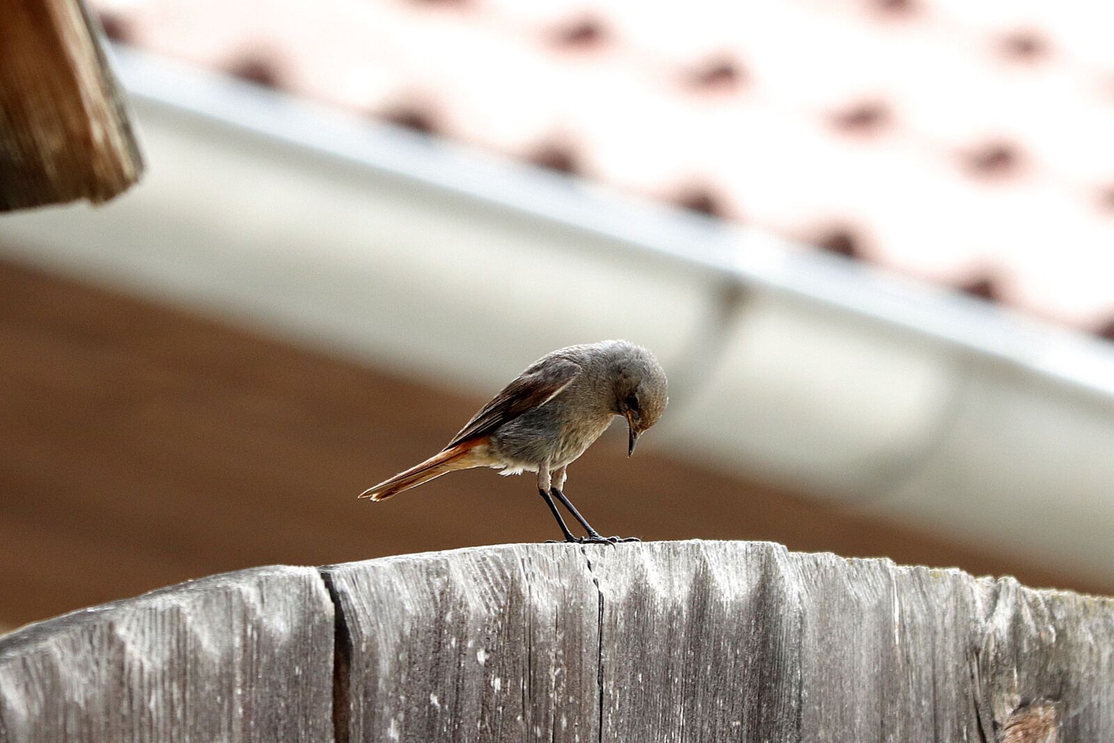 Canon EOS 77D (EOS 9000D / EOS 770D) sample photo. Bird, rotschwaenzchen, black redstart photography