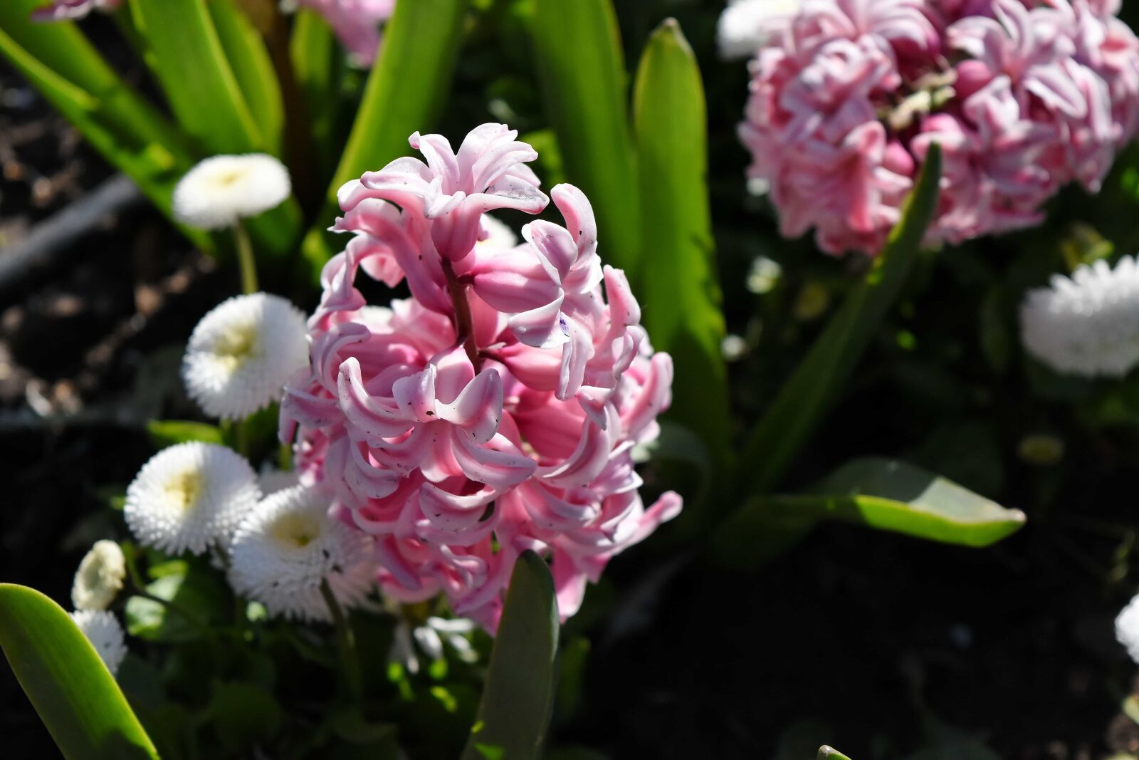 Nikon D5500 sample photo. Petal, blooming, flora, flower photography