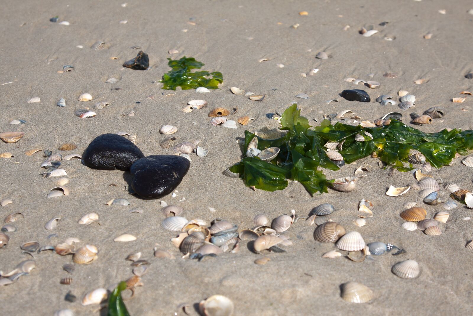 Canon EOS 50D + Canon EF 24-105mm F4L IS USM sample photo. Mussels, sand, windspiel photography