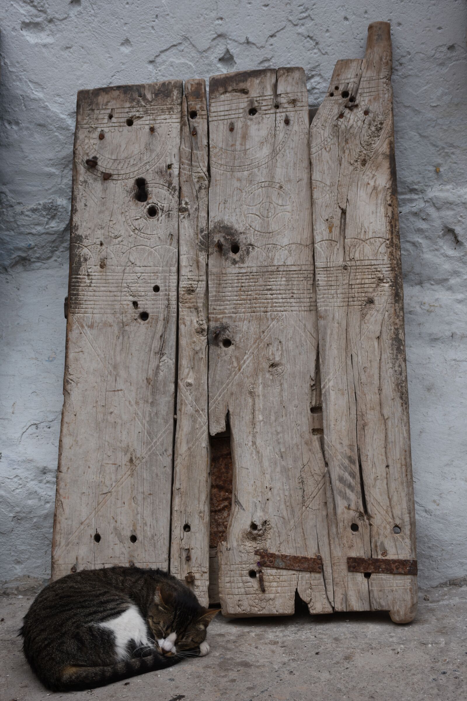 Nikon D7200 sample photo. Old wooden door, cat photography