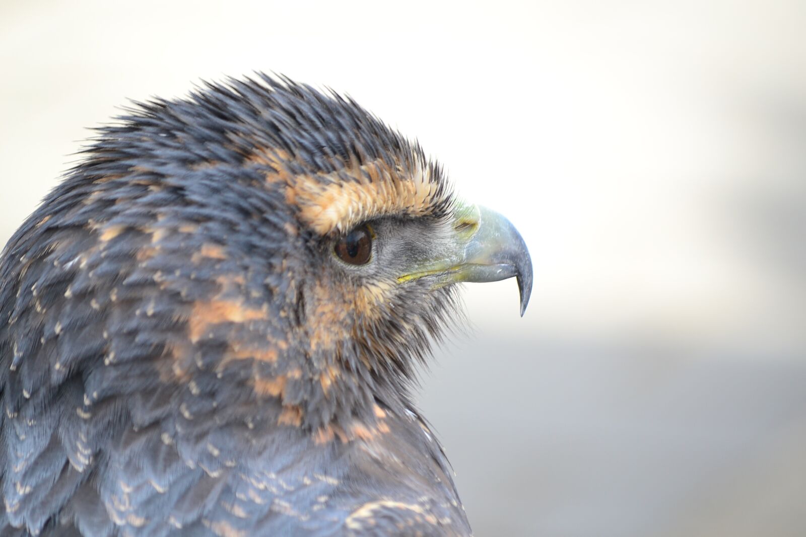Nikon D3100 sample photo. Birds, birds of prey photography
