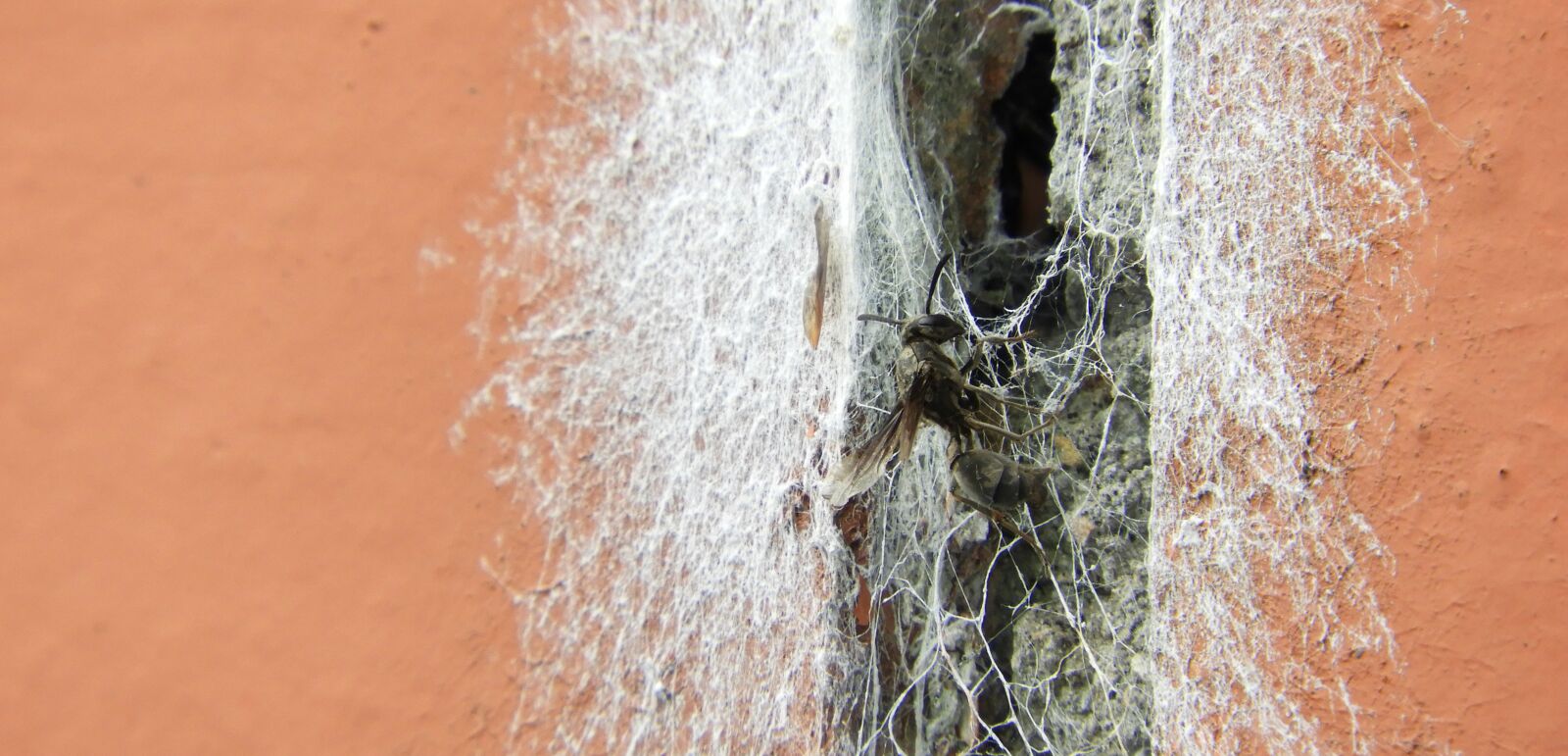 Nikon Coolpix B700 sample photo. Nature, abstract, insect photography