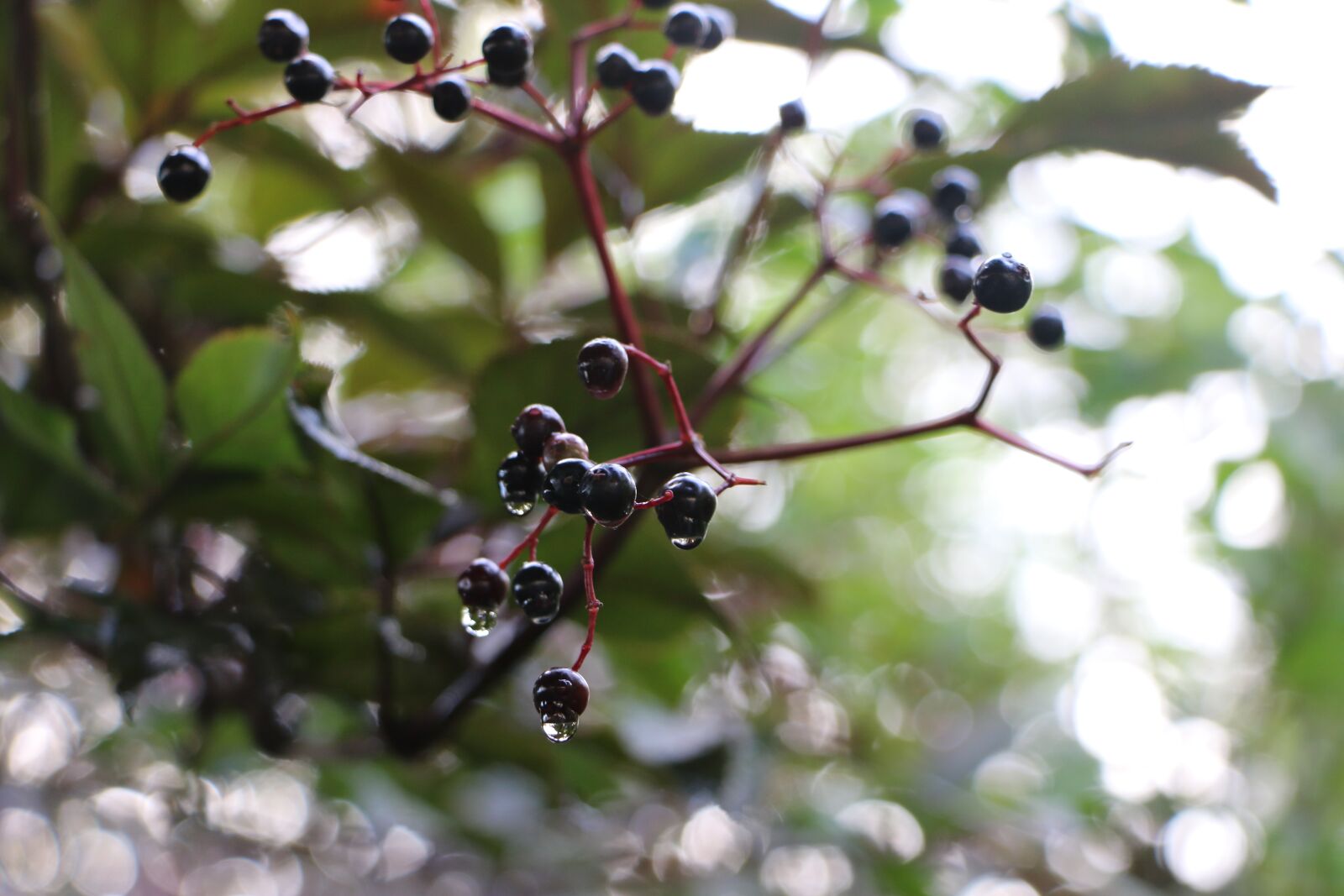 Canon EOS 70D sample photo. Berries, water, rain photography