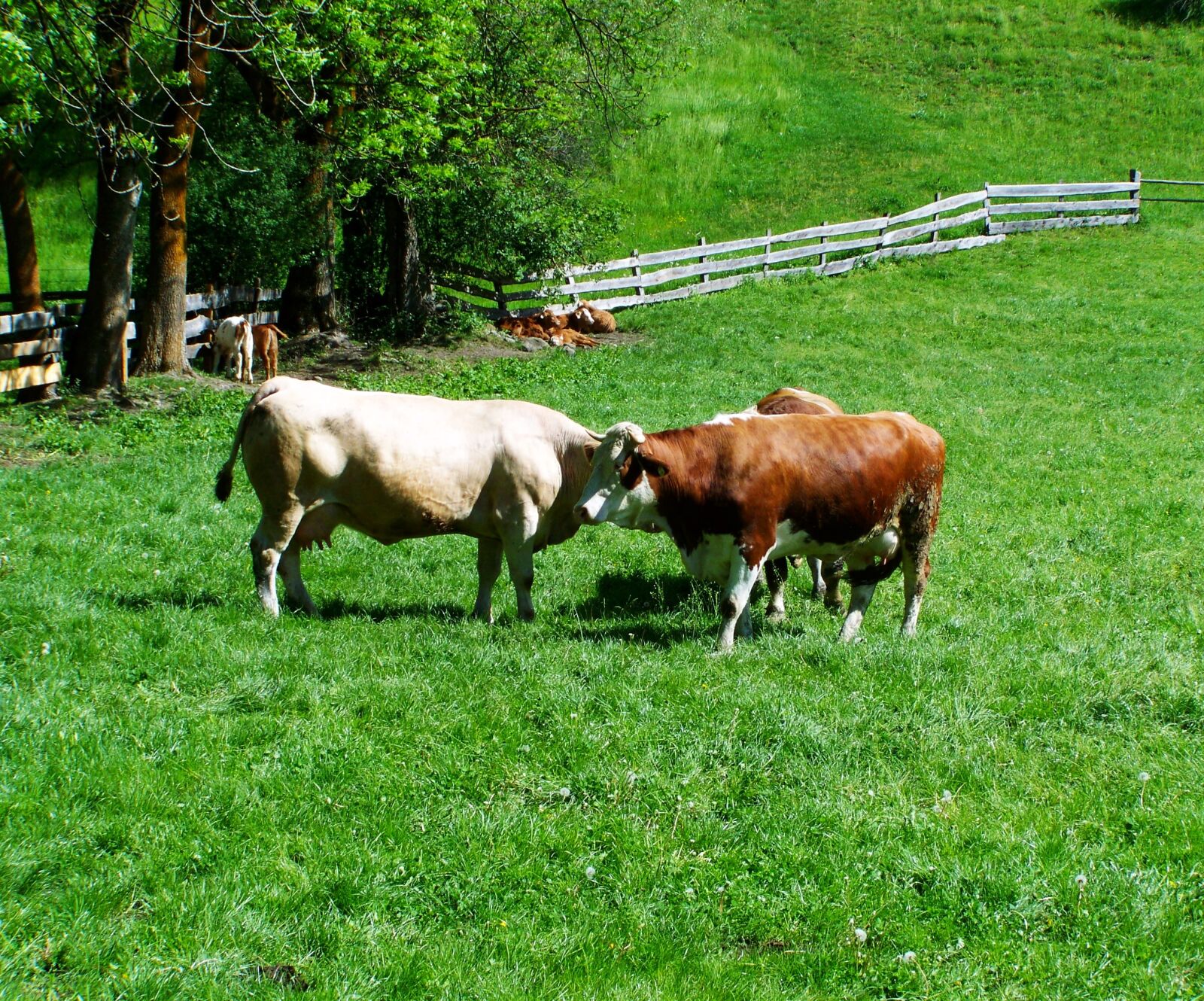 Kodak EASYSHARE ZD710 ZOOM DIGITAL CAMERA sample photo. Cows, cattle, meadow photography