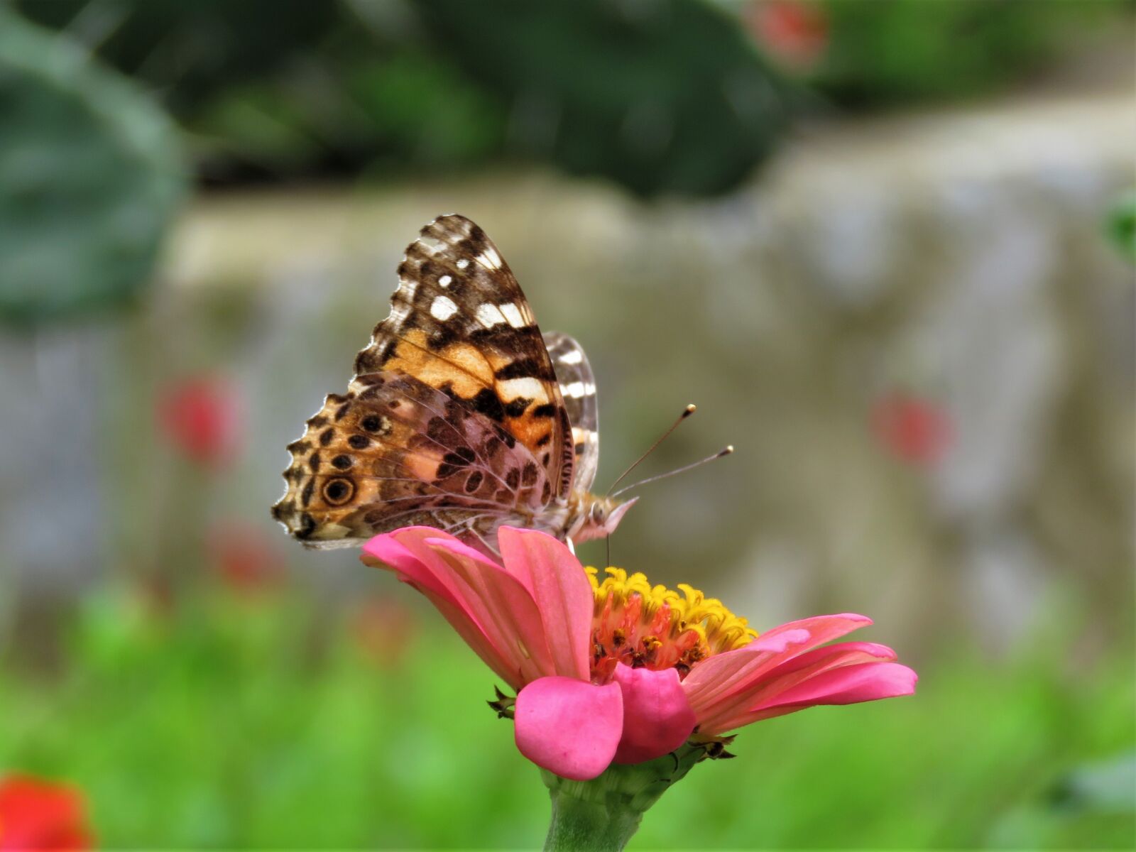 Canon PowerShot SX60 HS sample photo. Butterfly, butterfly on flower photography