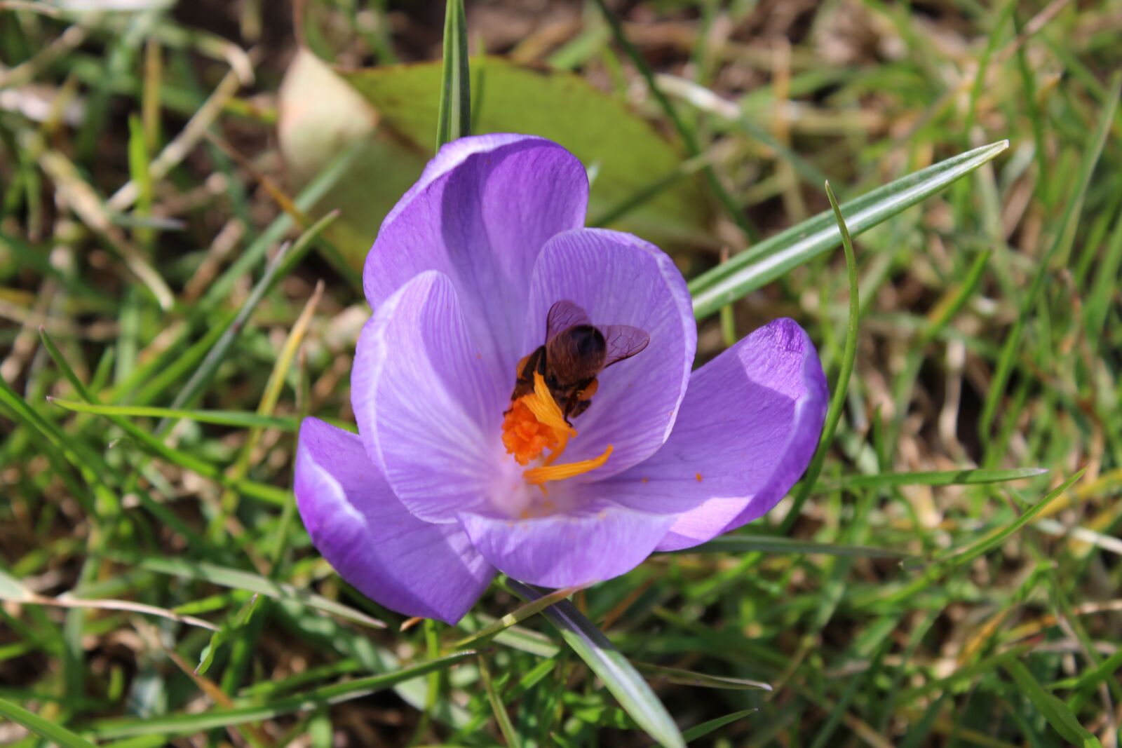 Canon EOS 1300D (EOS Rebel T6 / EOS Kiss X80) sample photo. Purple, crocus, bee photography