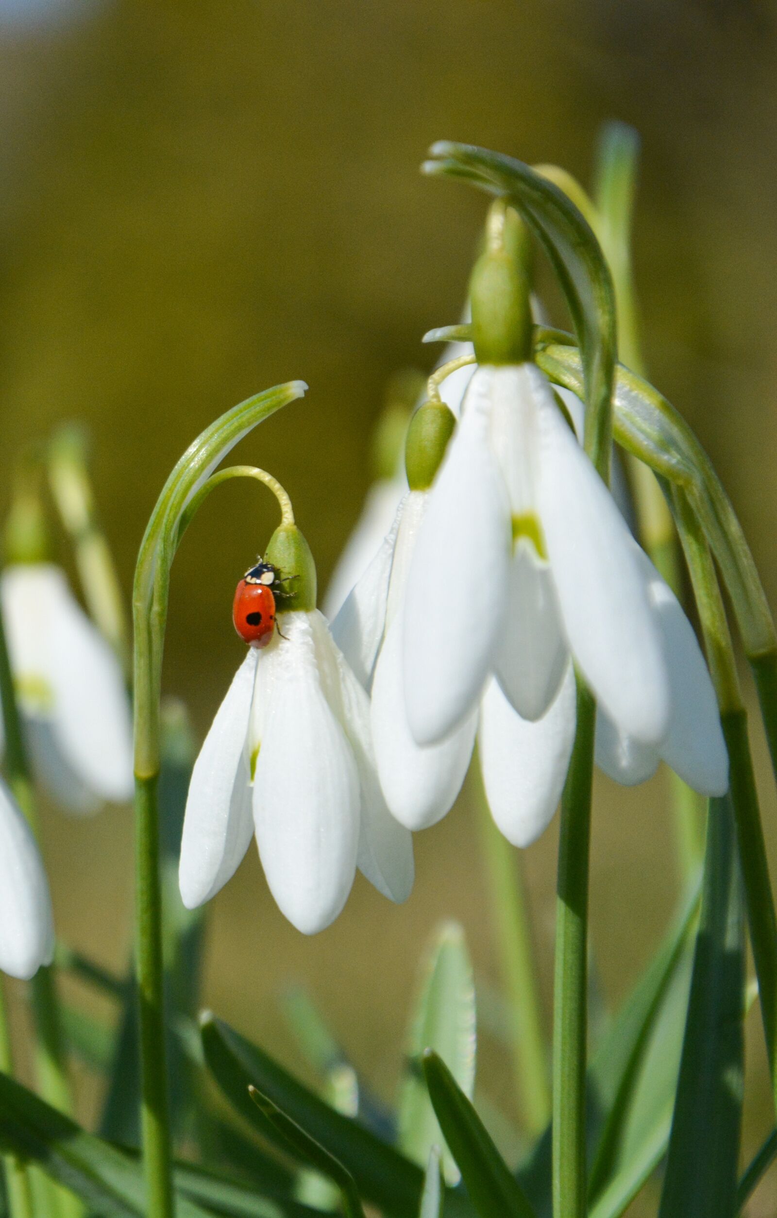 Nikon D5200 sample photo. Nature, snowdrop, spring photography