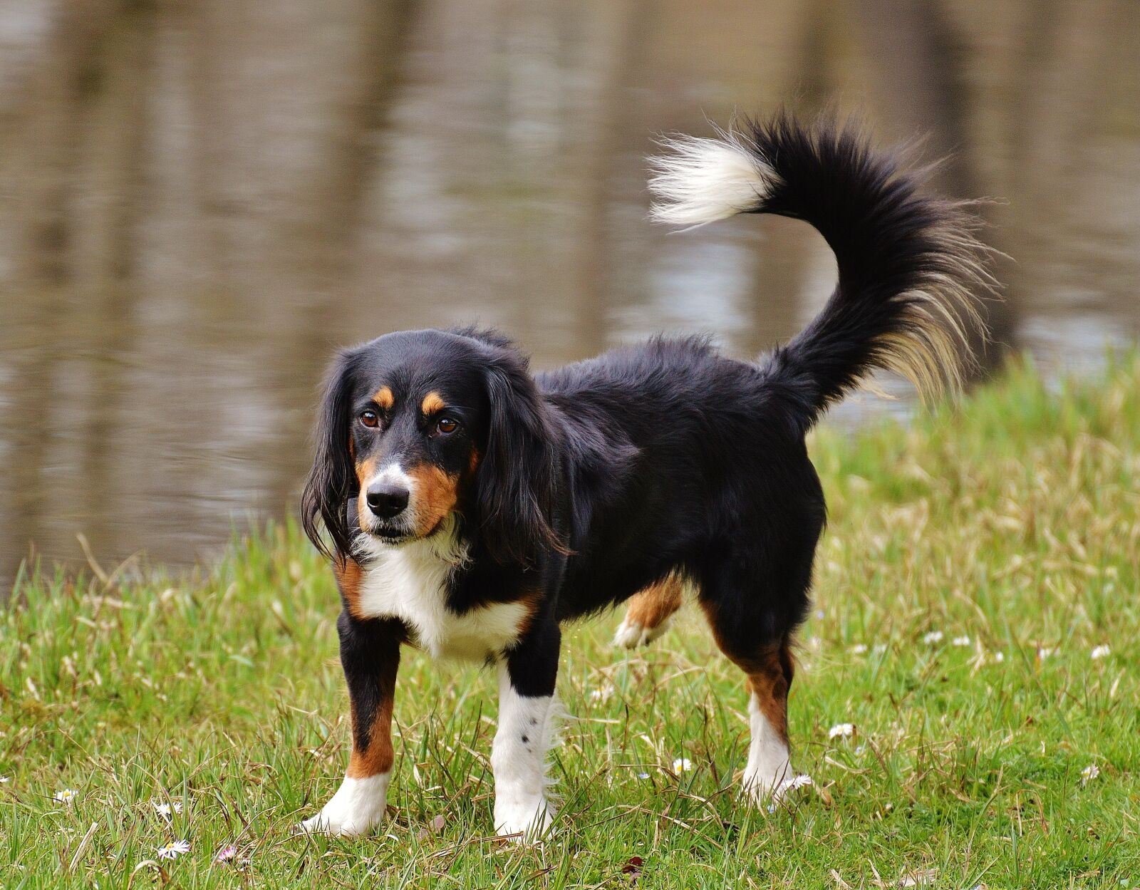 Nikon D3200 sample photo. Dog, pet, meadow photography