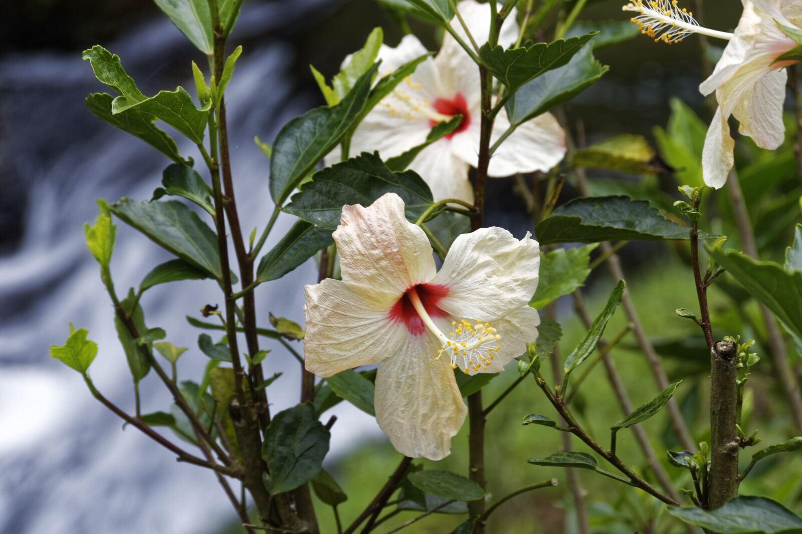 Nikon D500 sample photo. Colombia, tropical plant, flower photography
