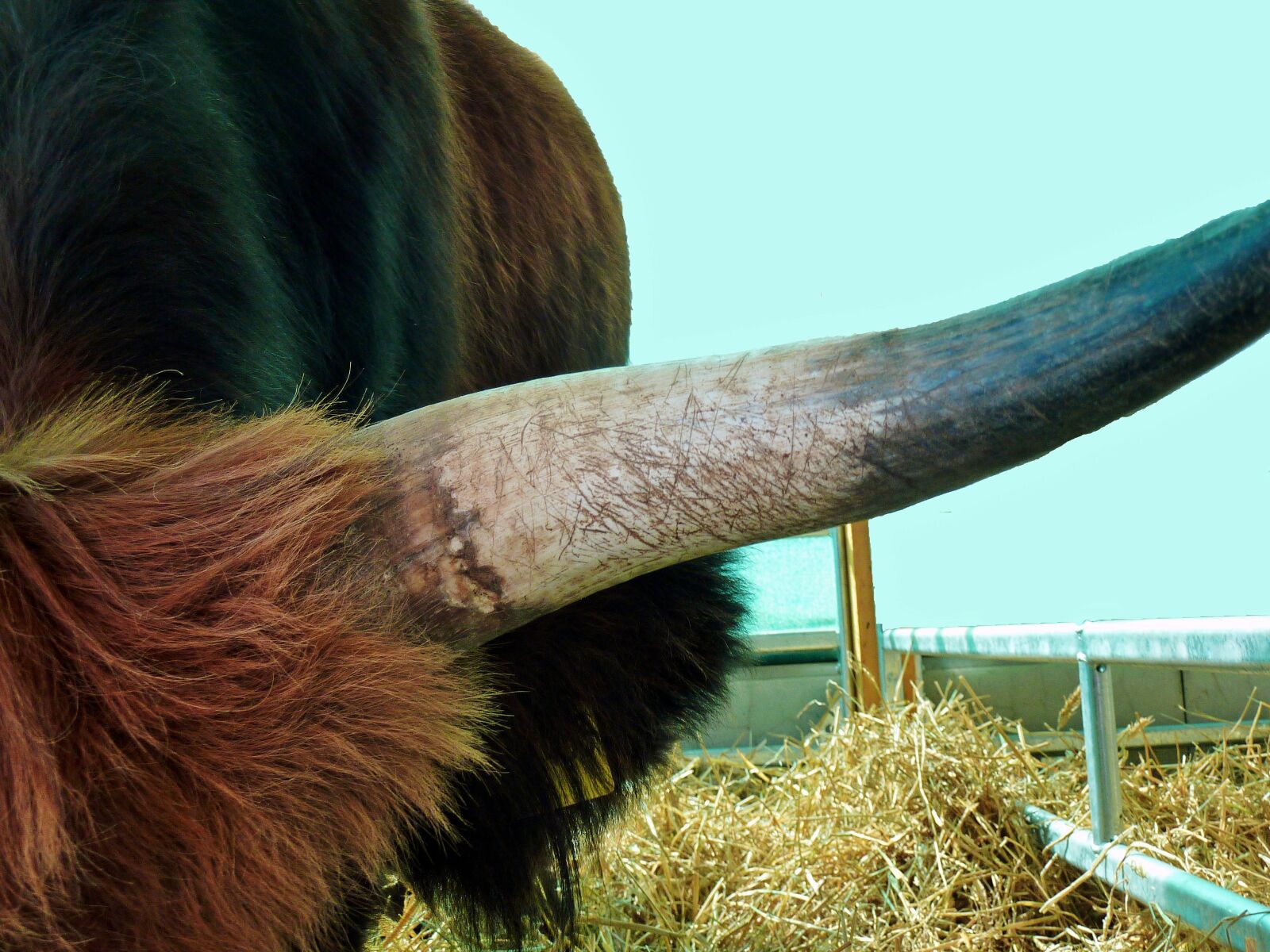 Panasonic DMC-TZ7 sample photo. Horn, animals, horns photography