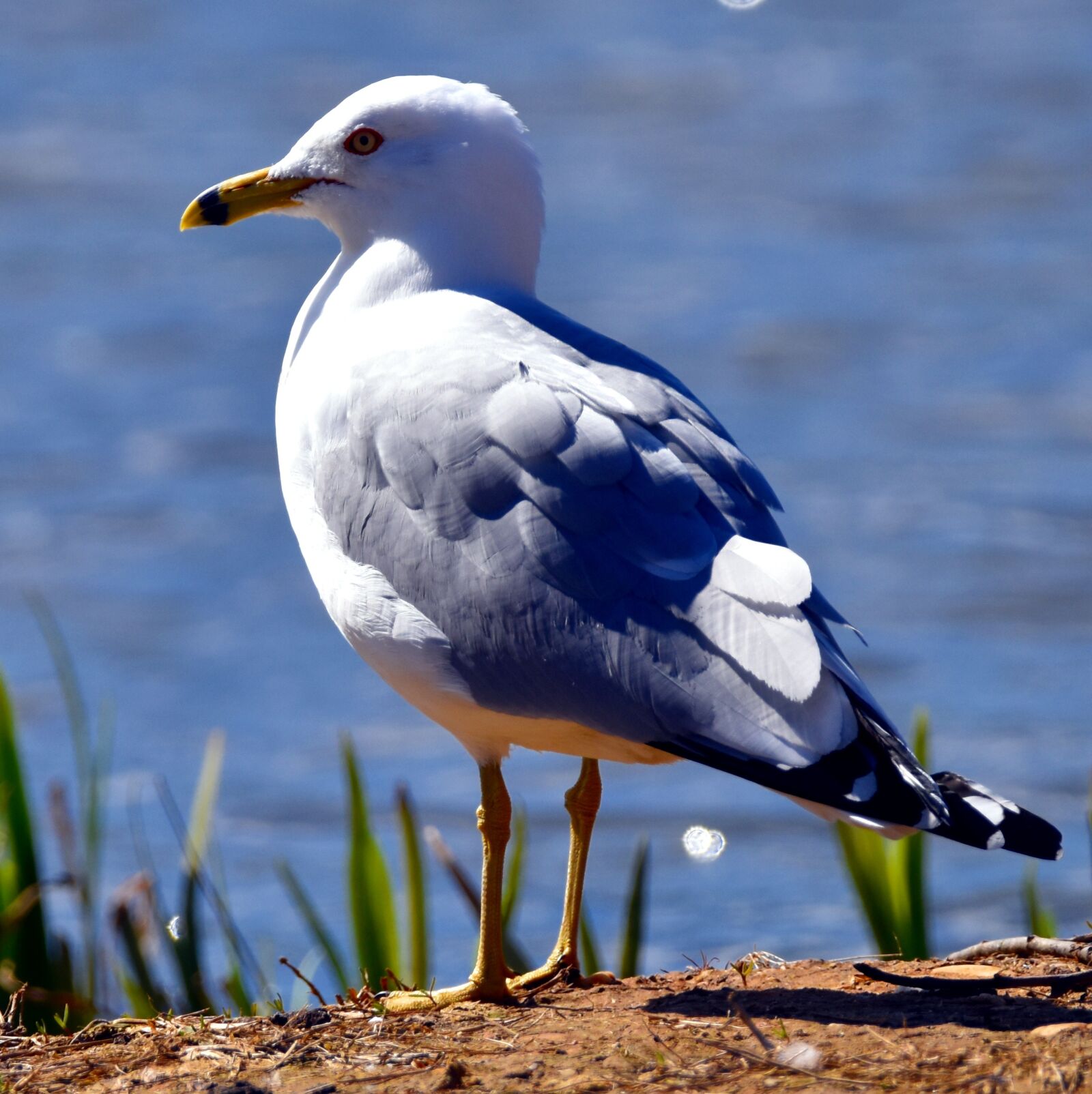 Nikon D5500 sample photo. Gull, bird, aquatic gardens photography