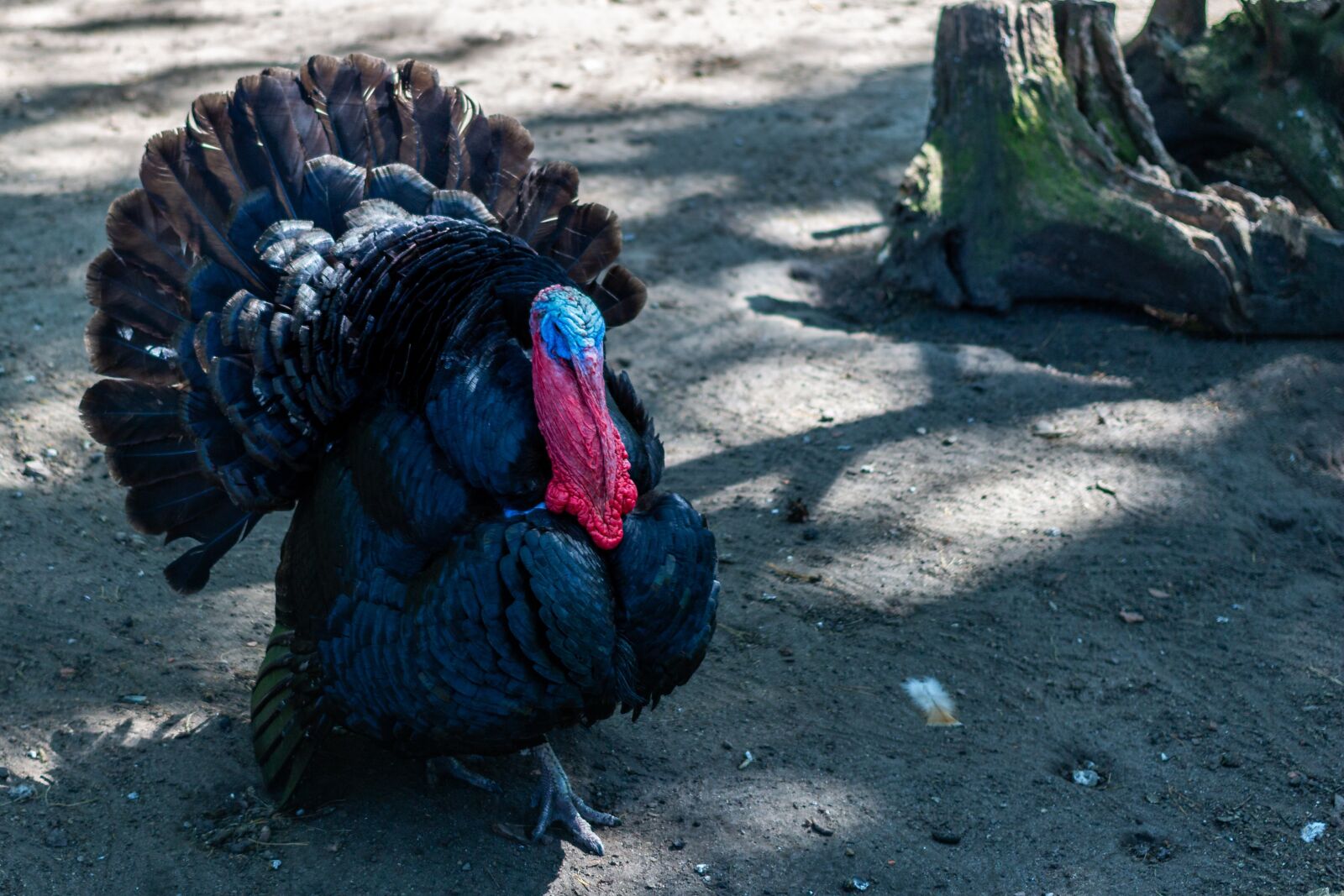 Canon EOS 100D (EOS Rebel SL1 / EOS Kiss X7) + Canon EF 40mm F2.8 STM sample photo. Turkey, bird, pen photography