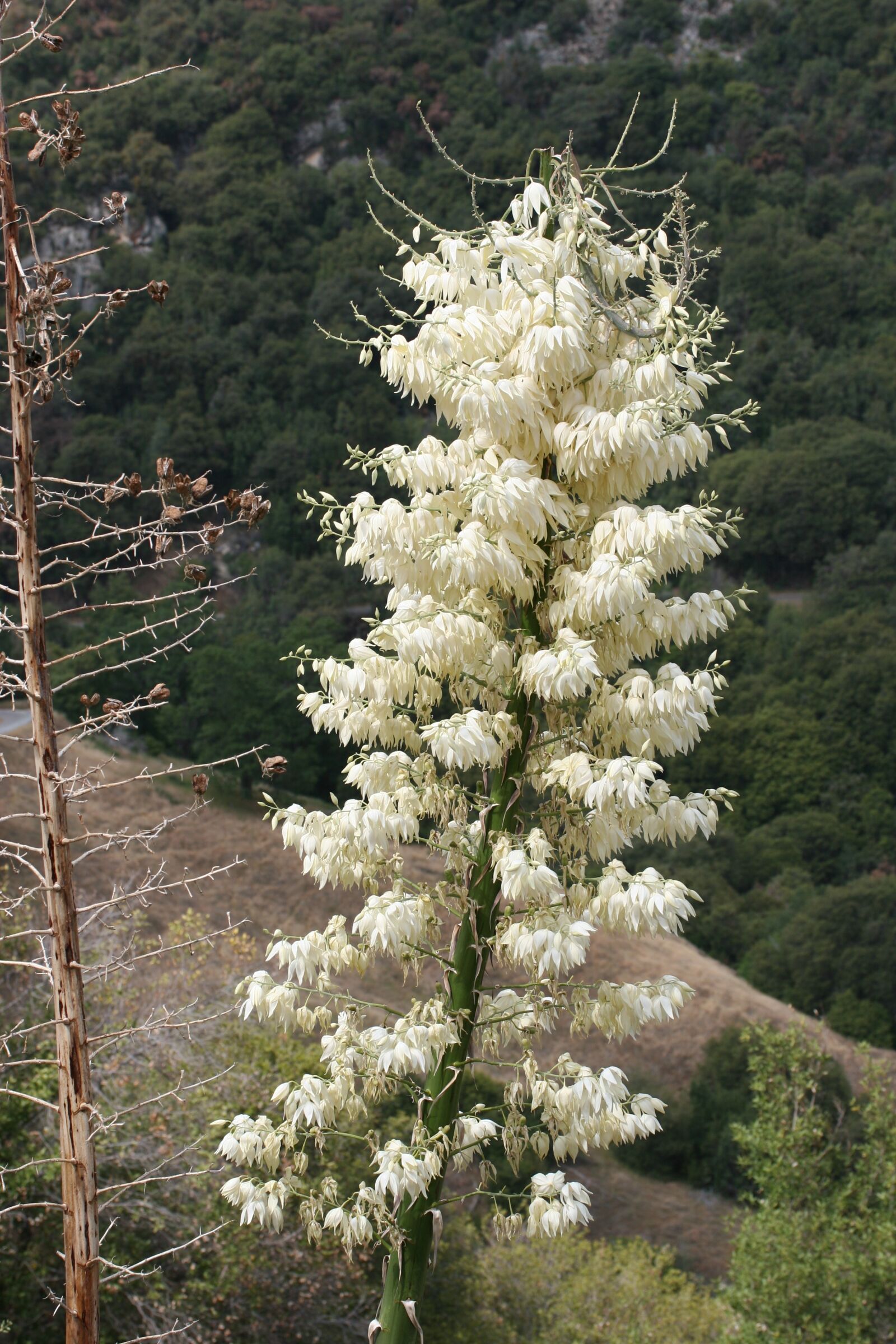 Canon EOS 20D sample photo. Mimosa, flower, petals photography