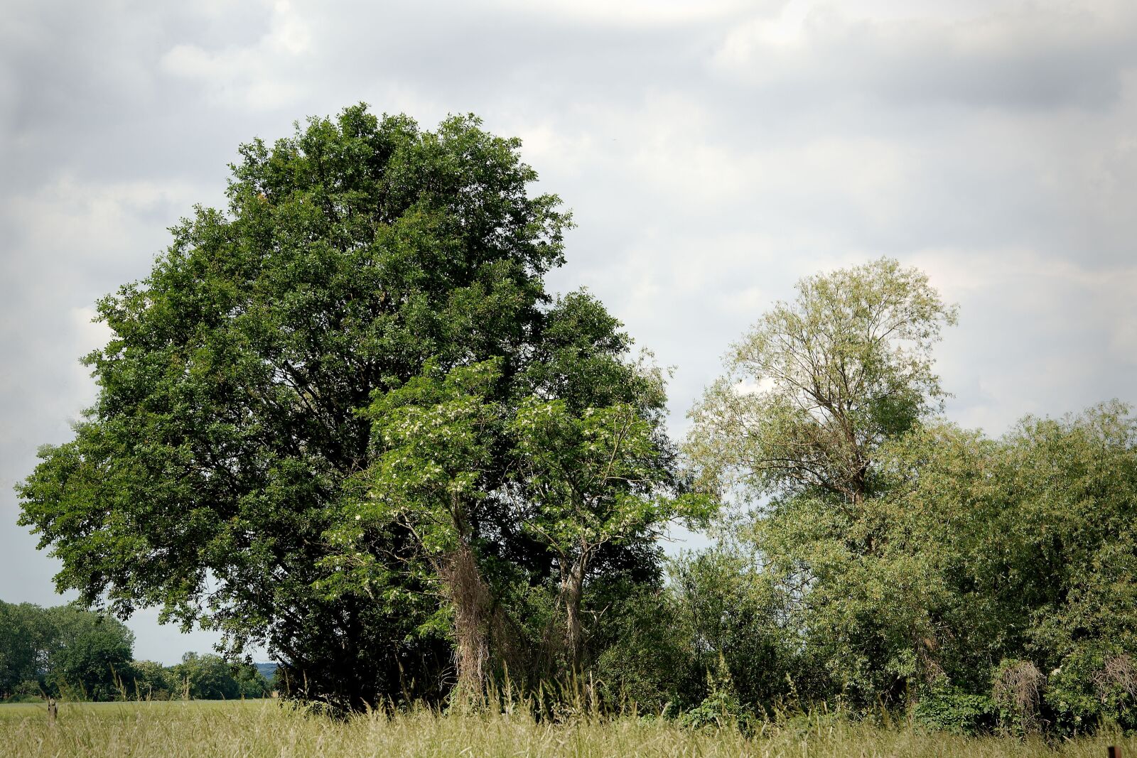 Nikon D3200 sample photo. Trees, clouds landscape, sky photography