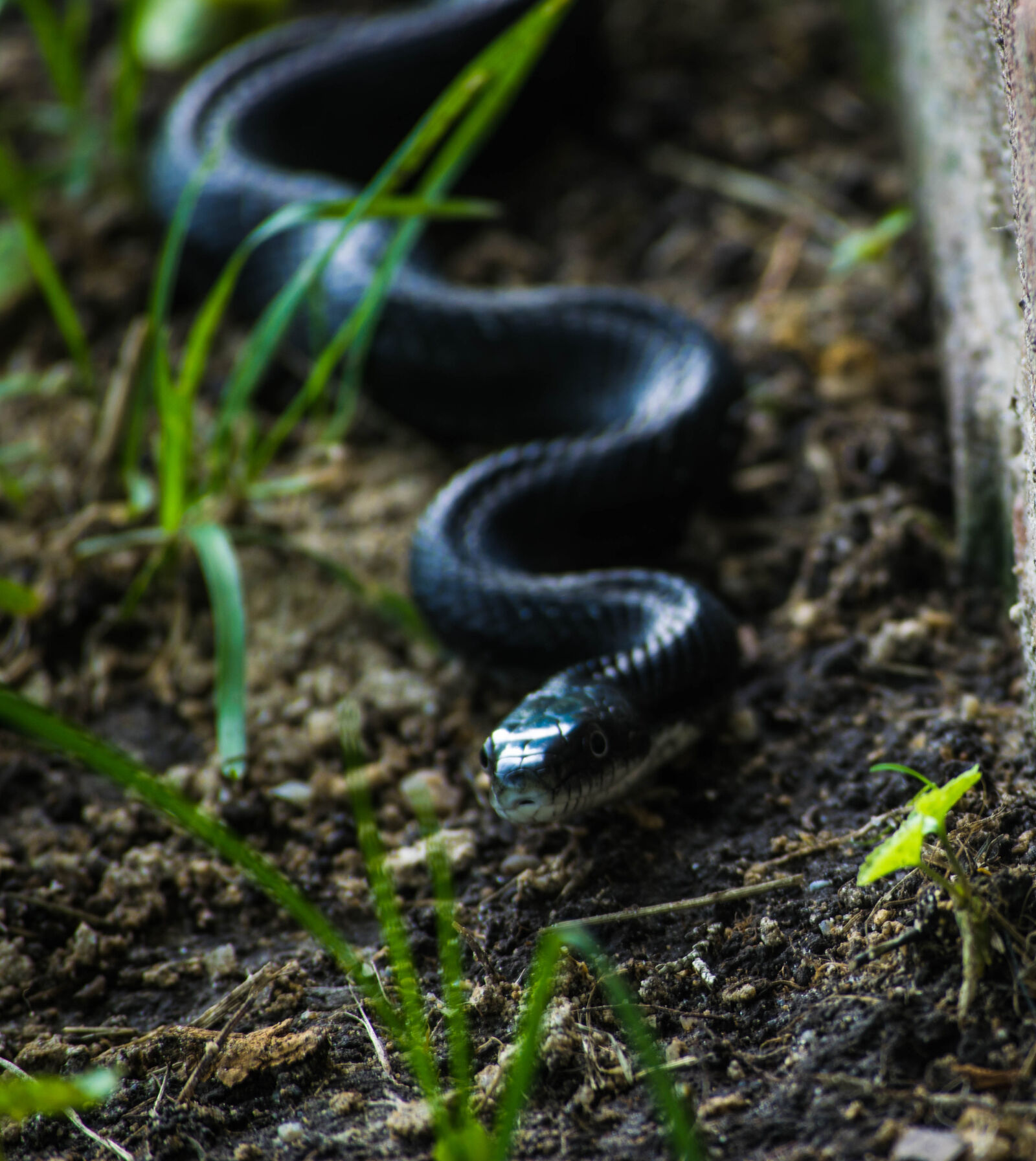 Nikon D3300 sample photo. Snake photography