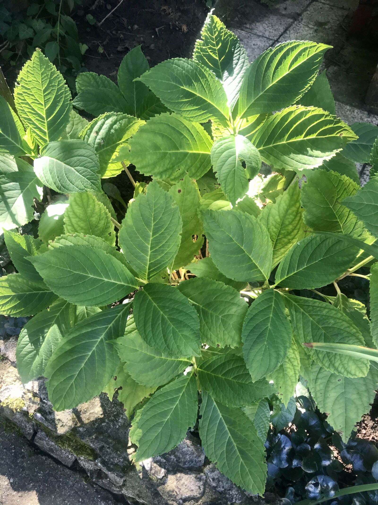 iPhone 7 back camera 3.99mm f/1.8 sample photo. Autumn, plant, foliage photography