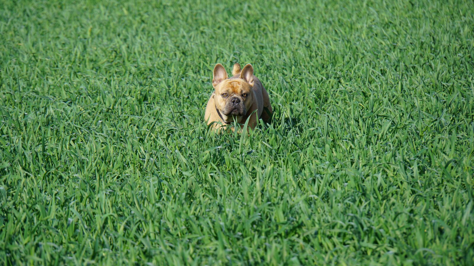 Sony E 18-200mm F3.5-6.3 OSS LE sample photo. French bulldog, field, green photography
