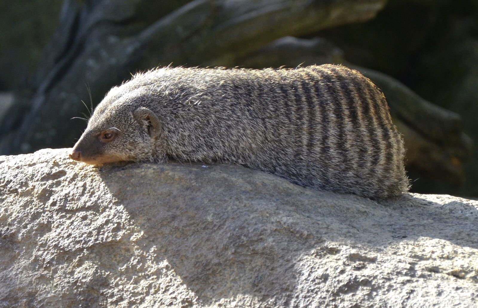 Nikon D5100 sample photo. Mongoose, banded mongoose, africa photography