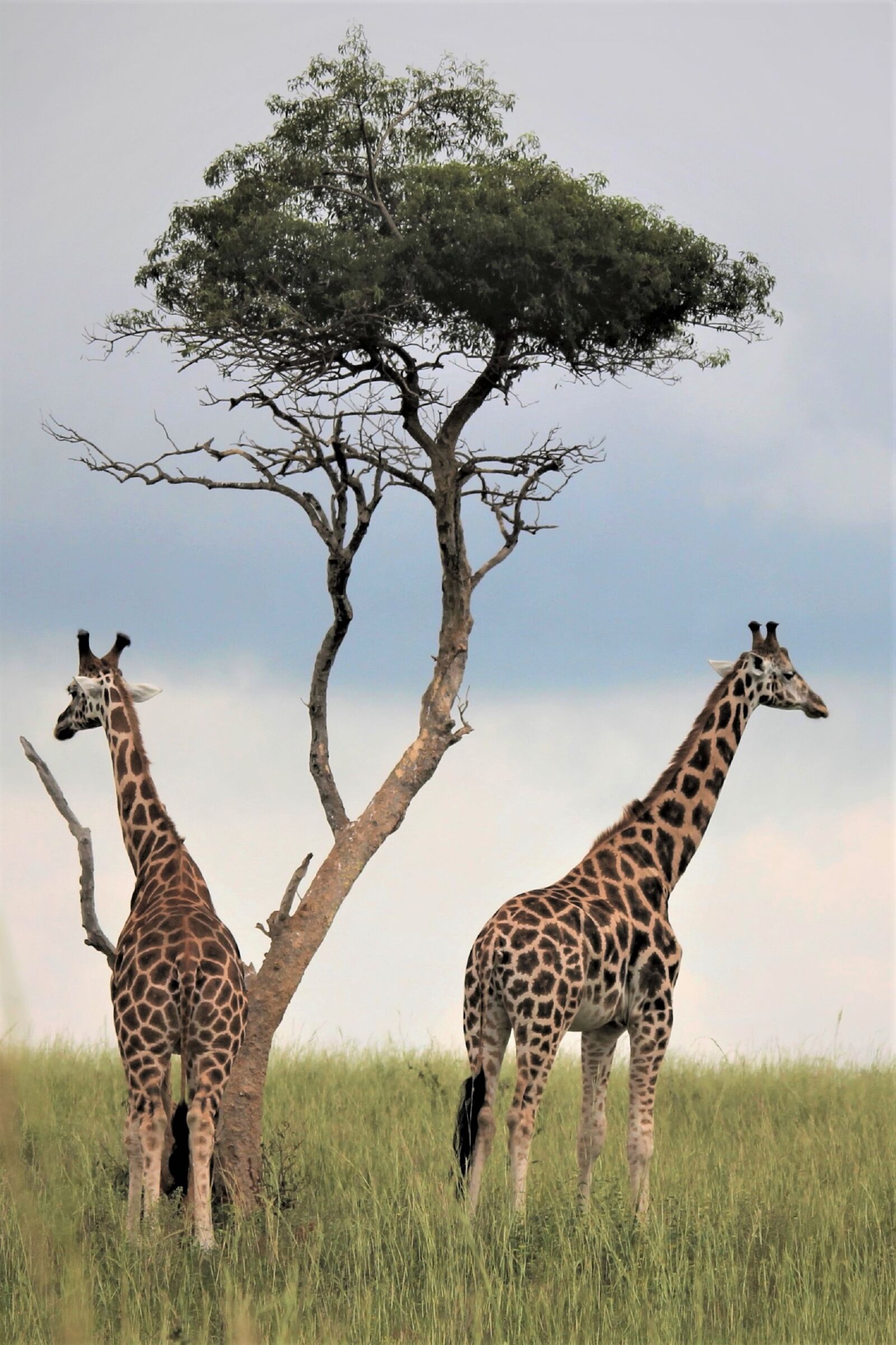 Canon EOS 60D sample photo. Uganda wildlife, giraffes, under photography