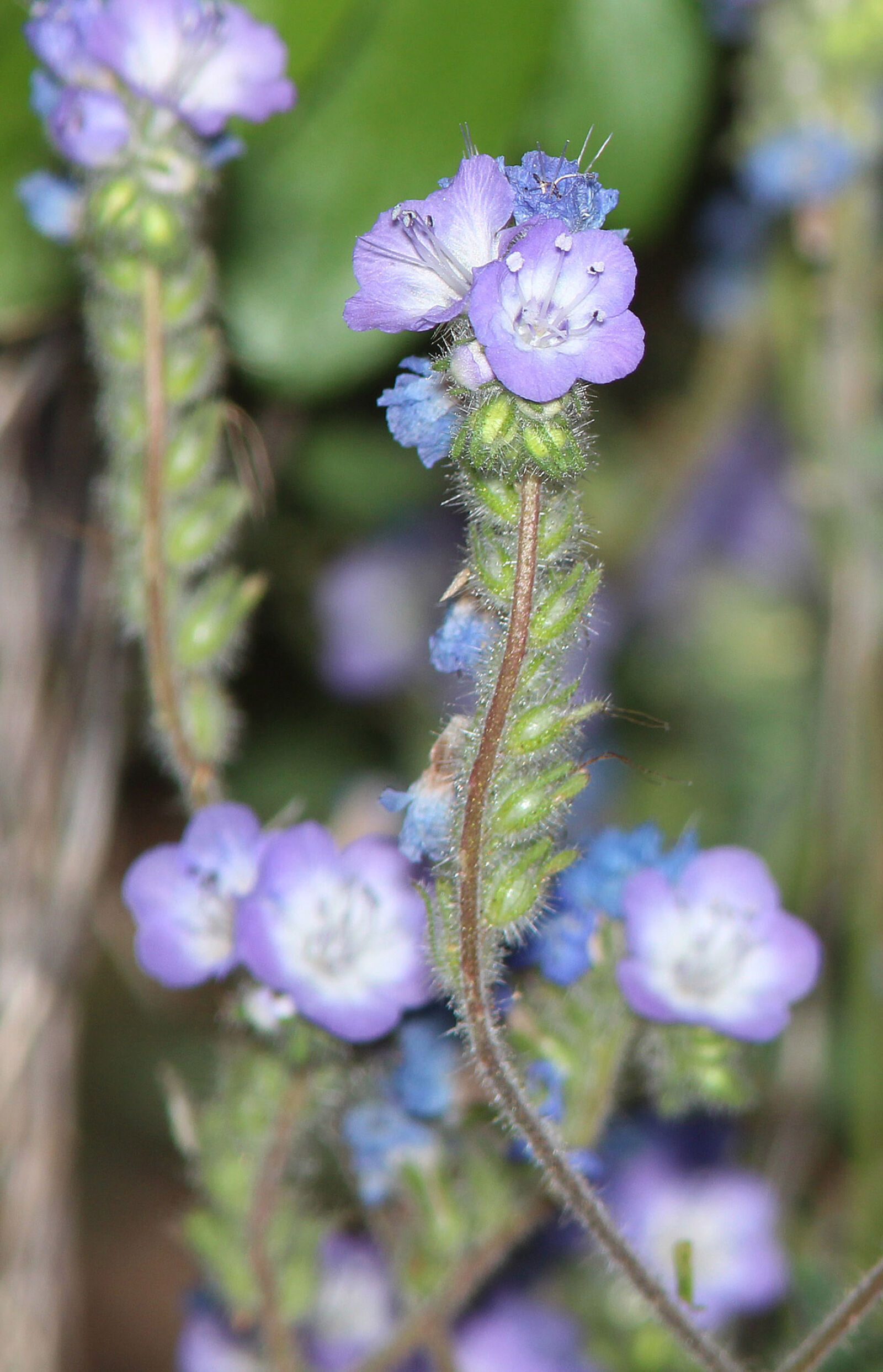 Canon EF 300mm F4L IS USM sample photo