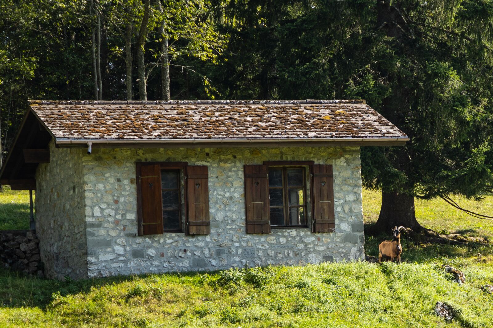 Canon EOS R sample photo. Stall, billy goat, horn photography