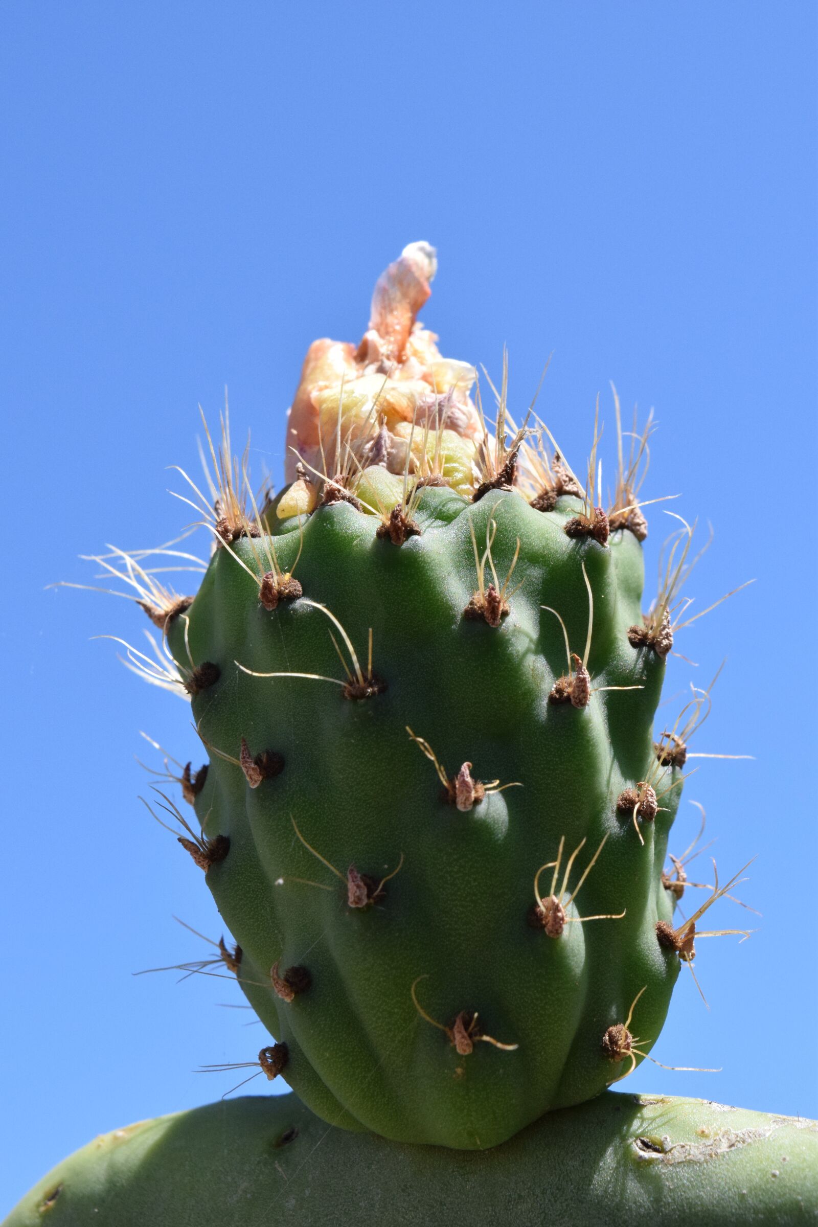 Nikon D3300 sample photo. Cactus, prickly pear, cactus photography