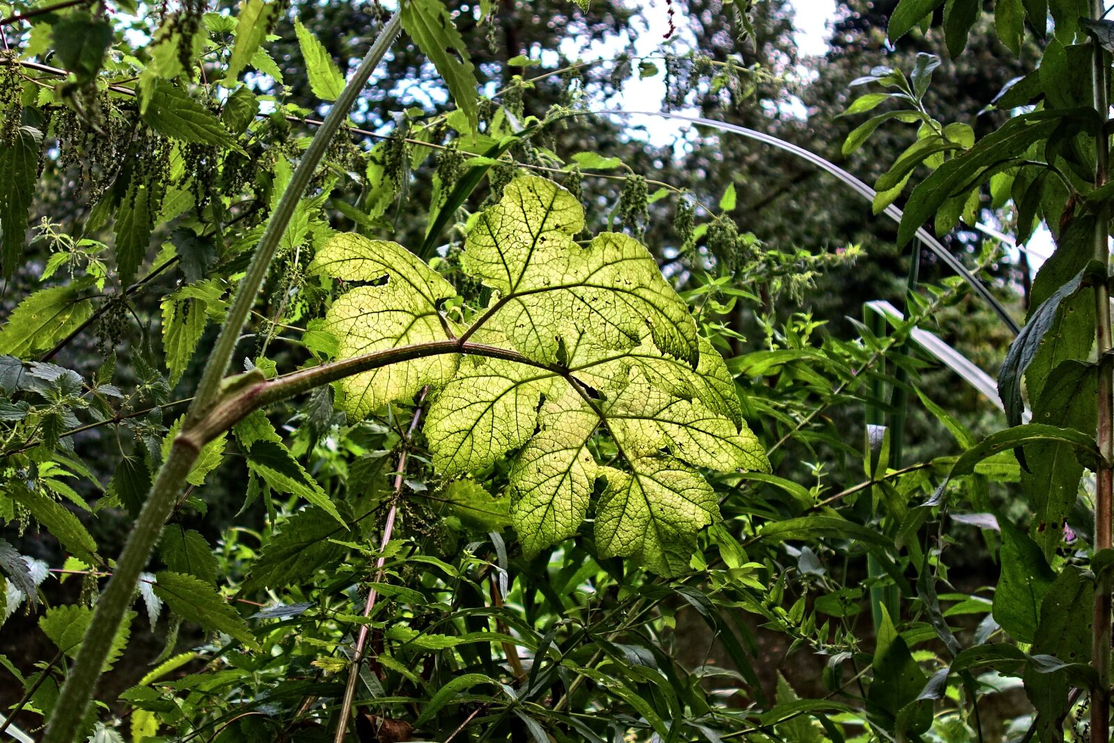 Sony Cyber-shot DSC-RX100 sample photo. Leaf, plant, vegetation photography