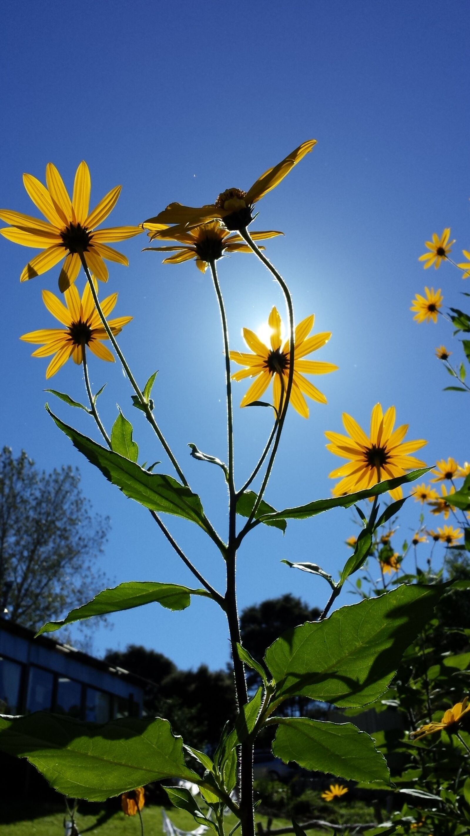 Samsung Galaxy S4 sample photo. Jerusalem artichoke, flower, summer photography