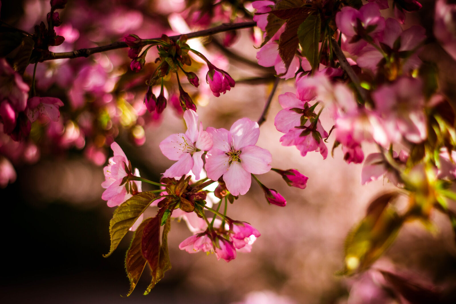 Canon EOS 600D (Rebel EOS T3i / EOS Kiss X5) + Canon EF 50mm F1.8 II sample photo. Pink, 5, petaled, flower photography
