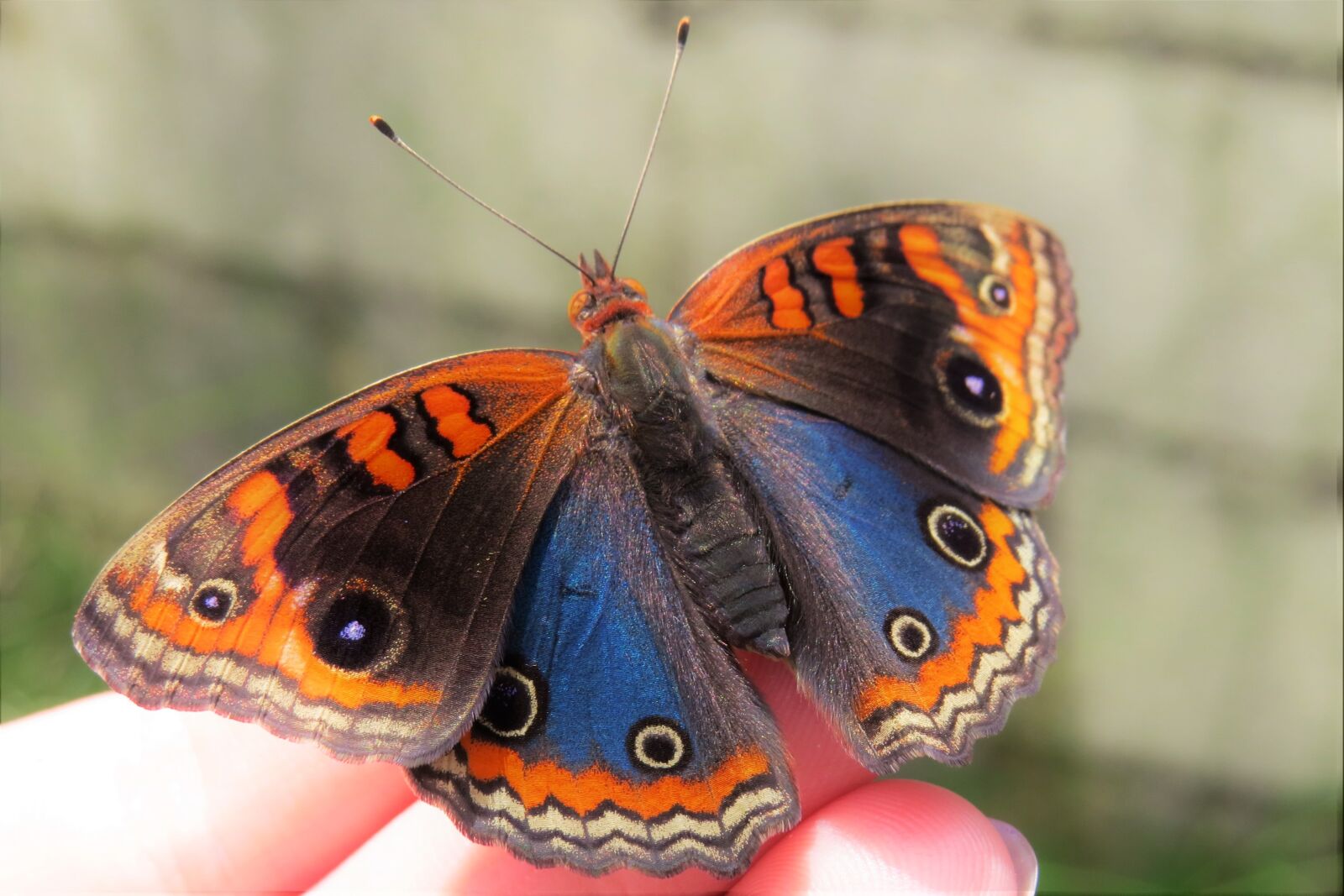 Canon PowerShot SX50 HS sample photo. Butterfly, blue, orange photography