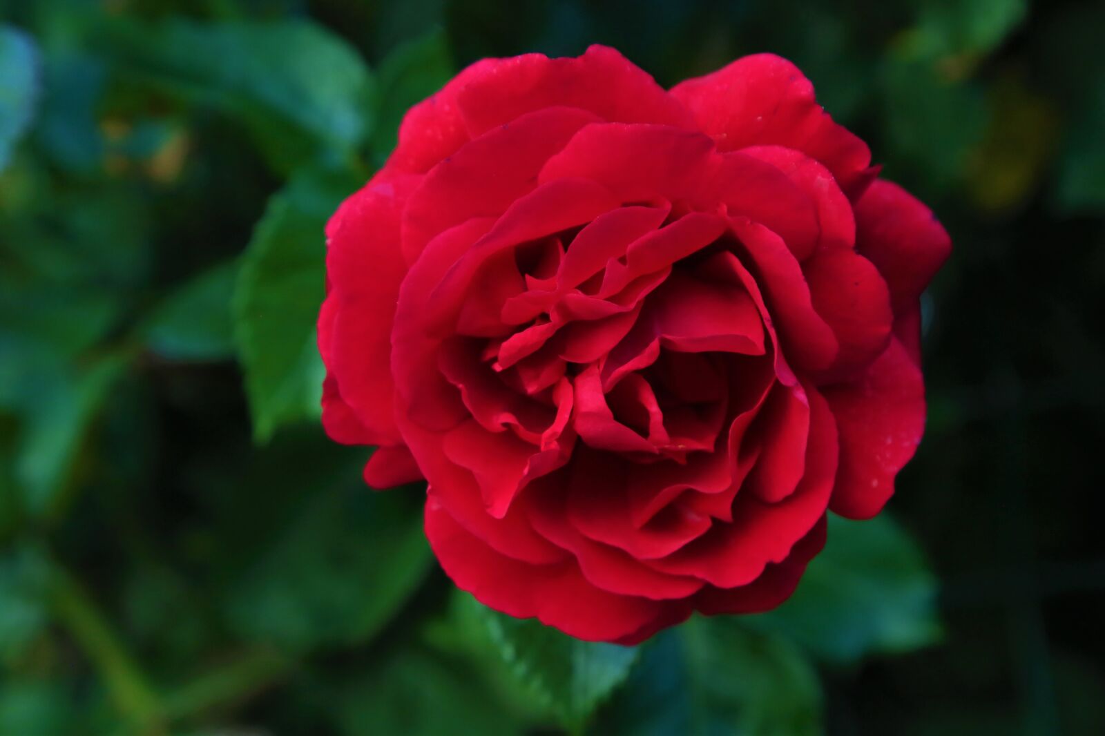 Canon EF 24-105mm F4L IS USM sample photo. Rose, nature, spring photography