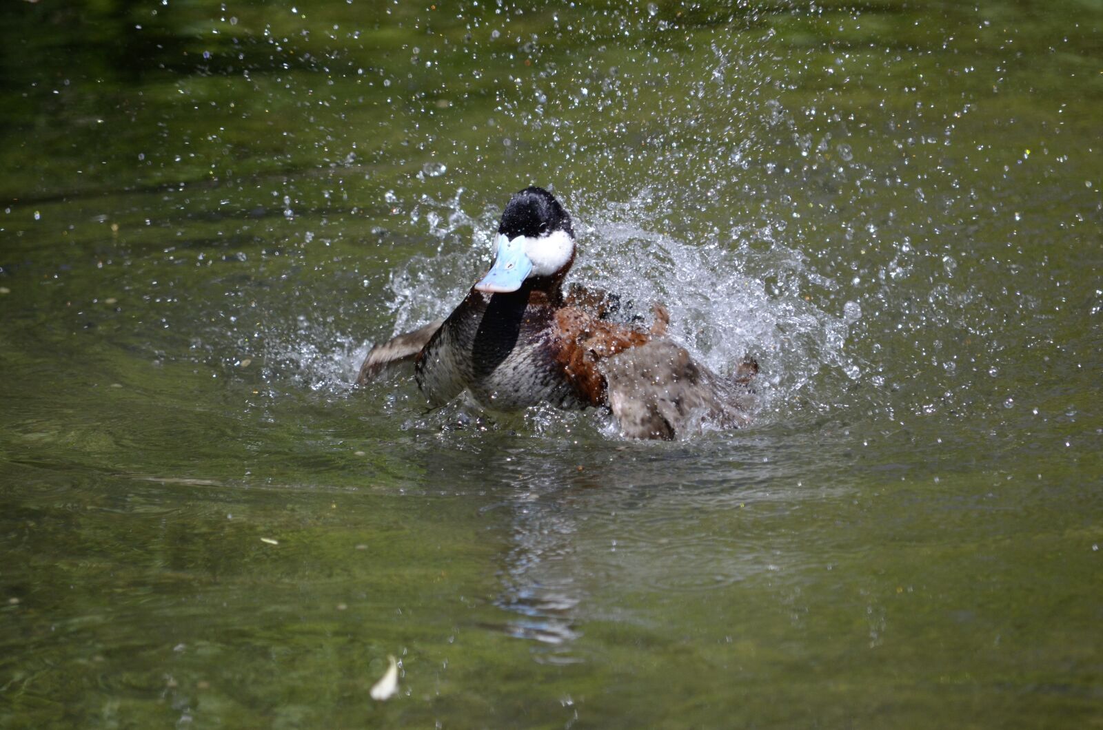 Nikon D5100 sample photo. Duck, water, bill photography