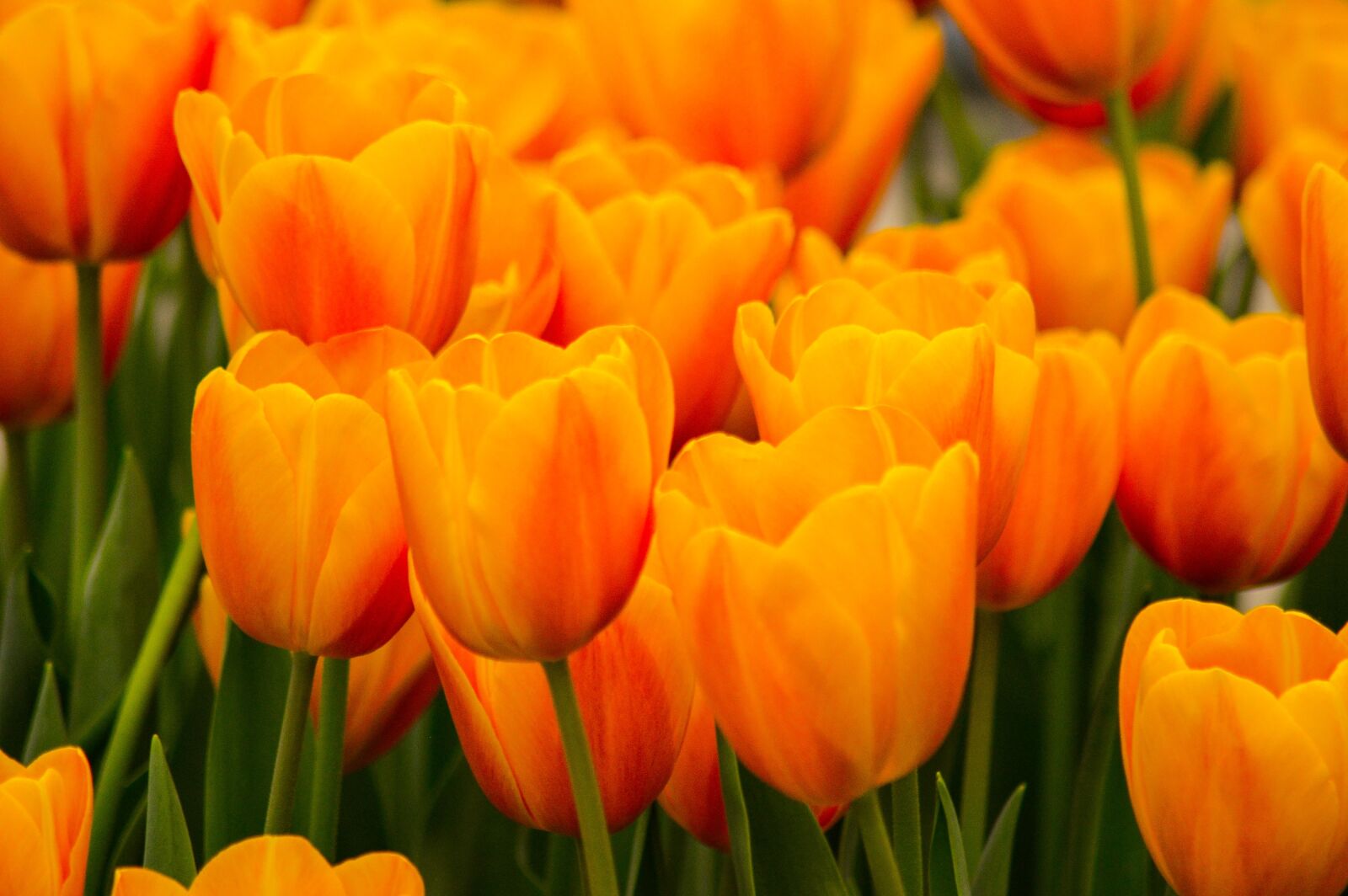 Nikon D3200 sample photo. Tulips, tulip field, tulpenbluete photography