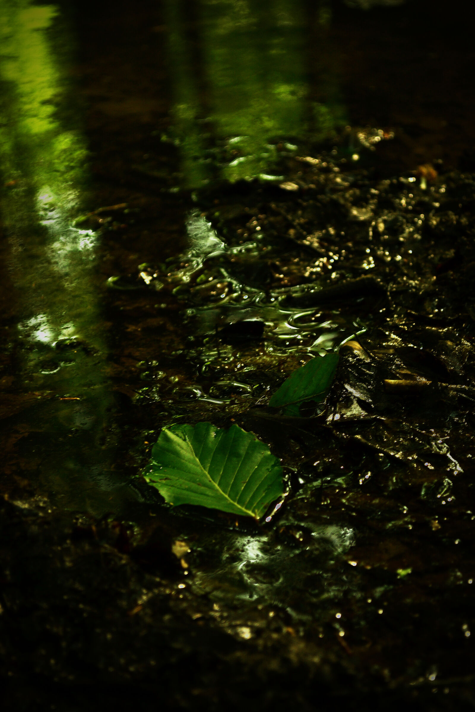 Nikon D3100 sample photo. Forest, green, lake, leaf photography
