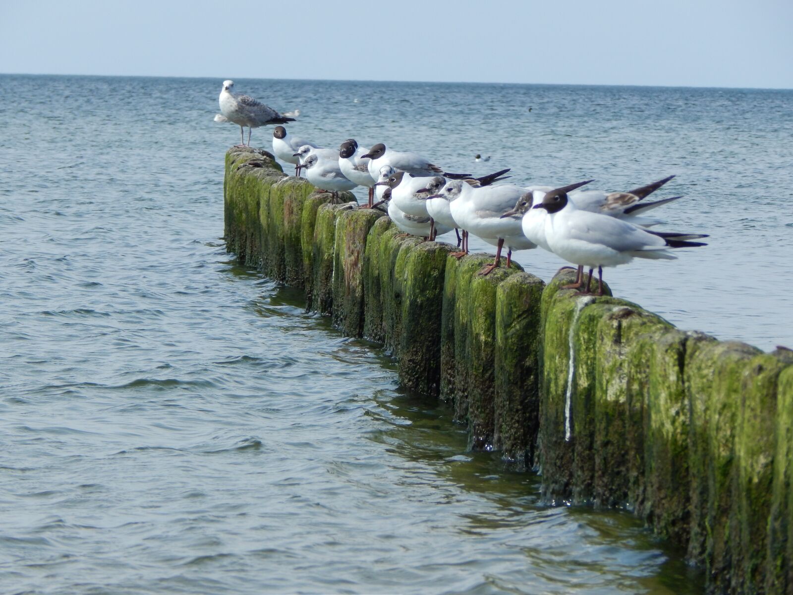 Nikon Coolpix L820 sample photo. Jetty, breakwater, pier photography