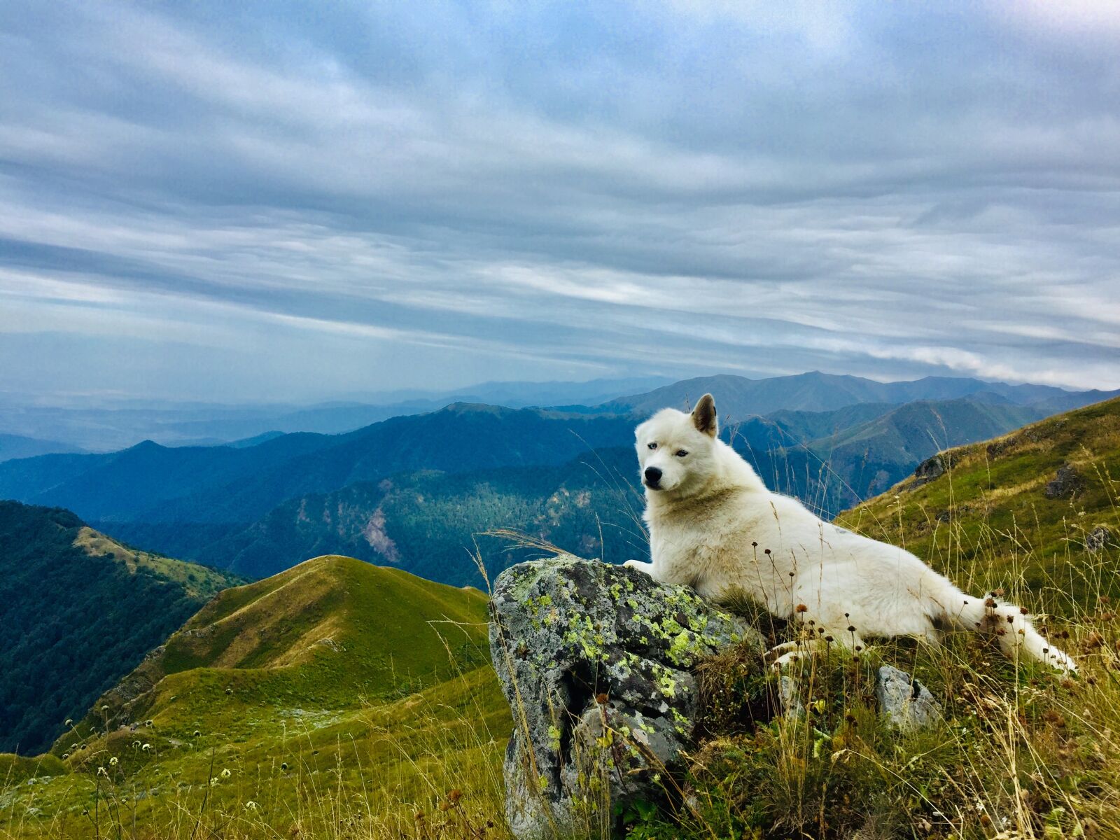iPhone 6 back camera 4.15mm f/2.2 sample photo. Dog, animal, husky photography